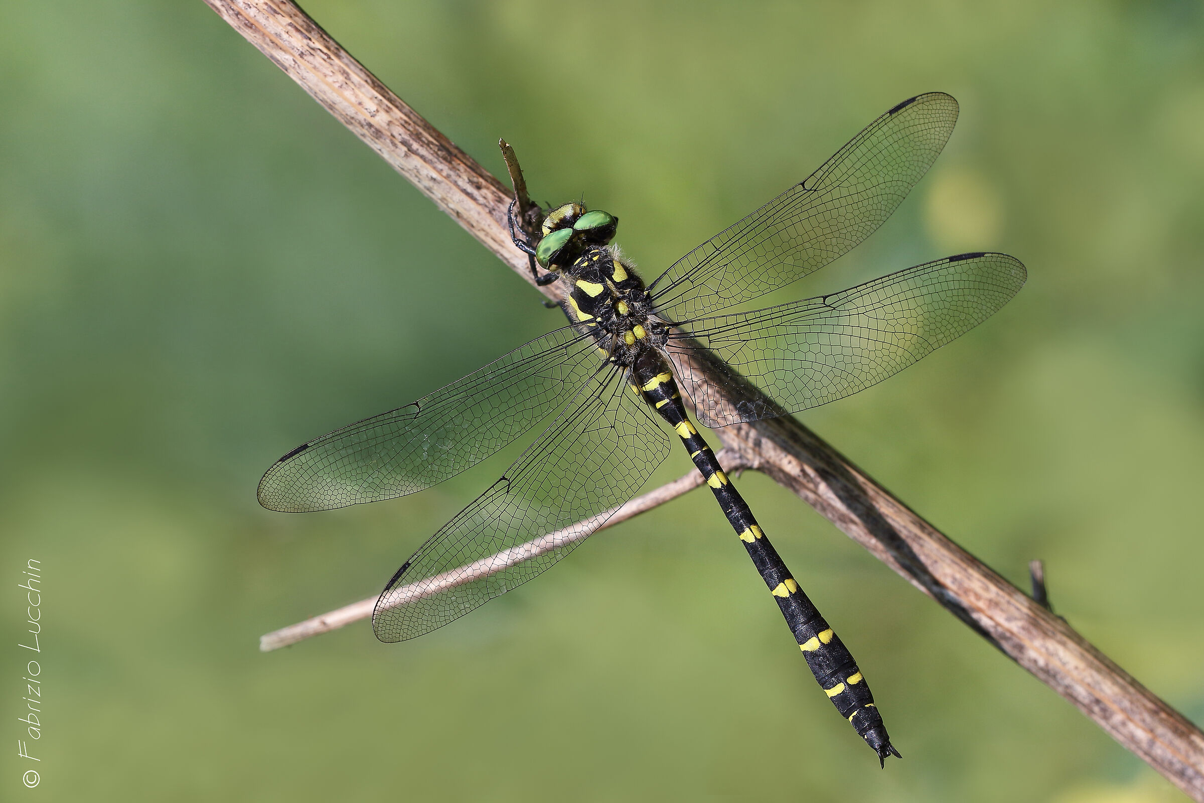 Cordulegaster boltonii