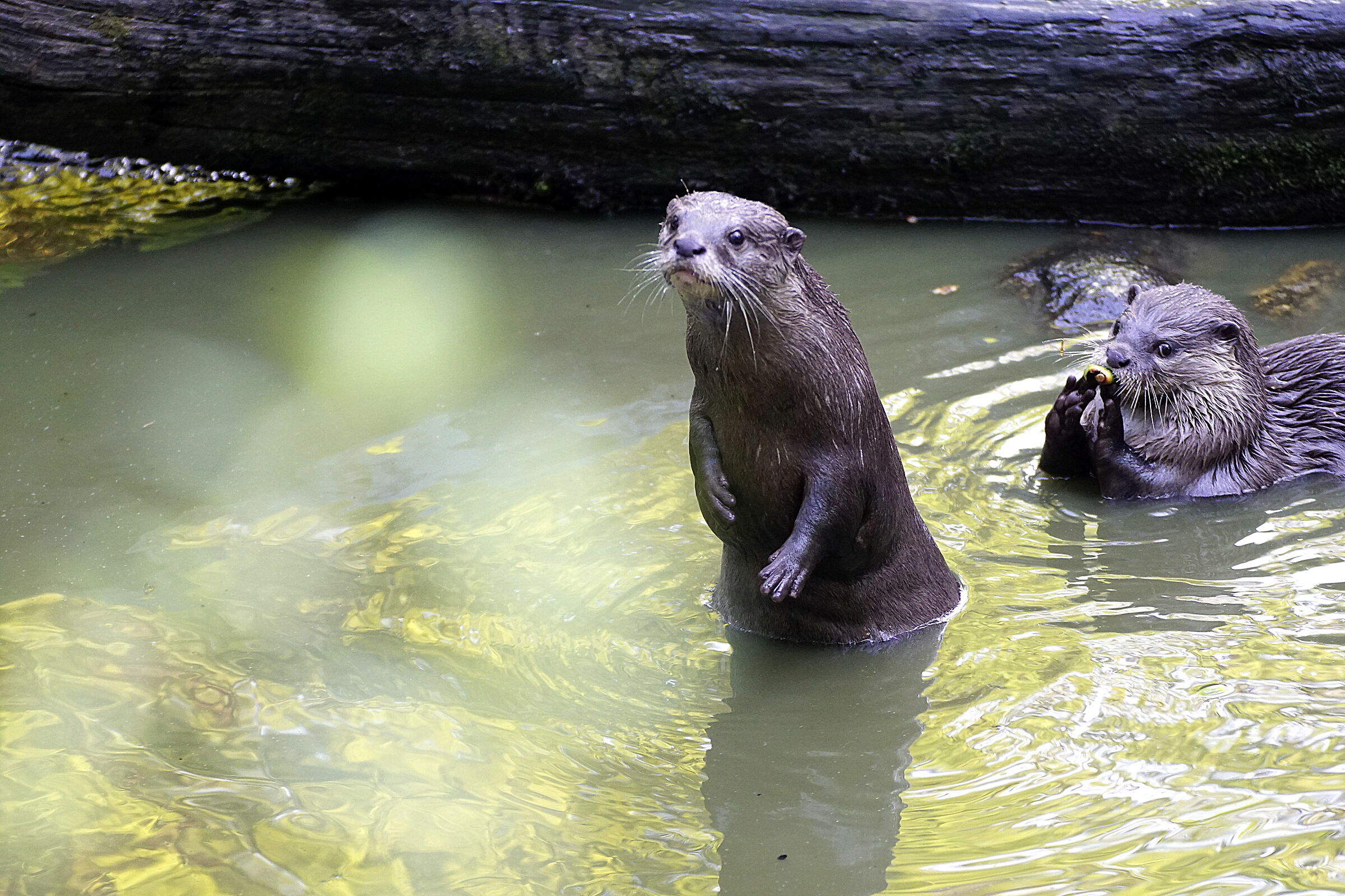 curiosità di lontra