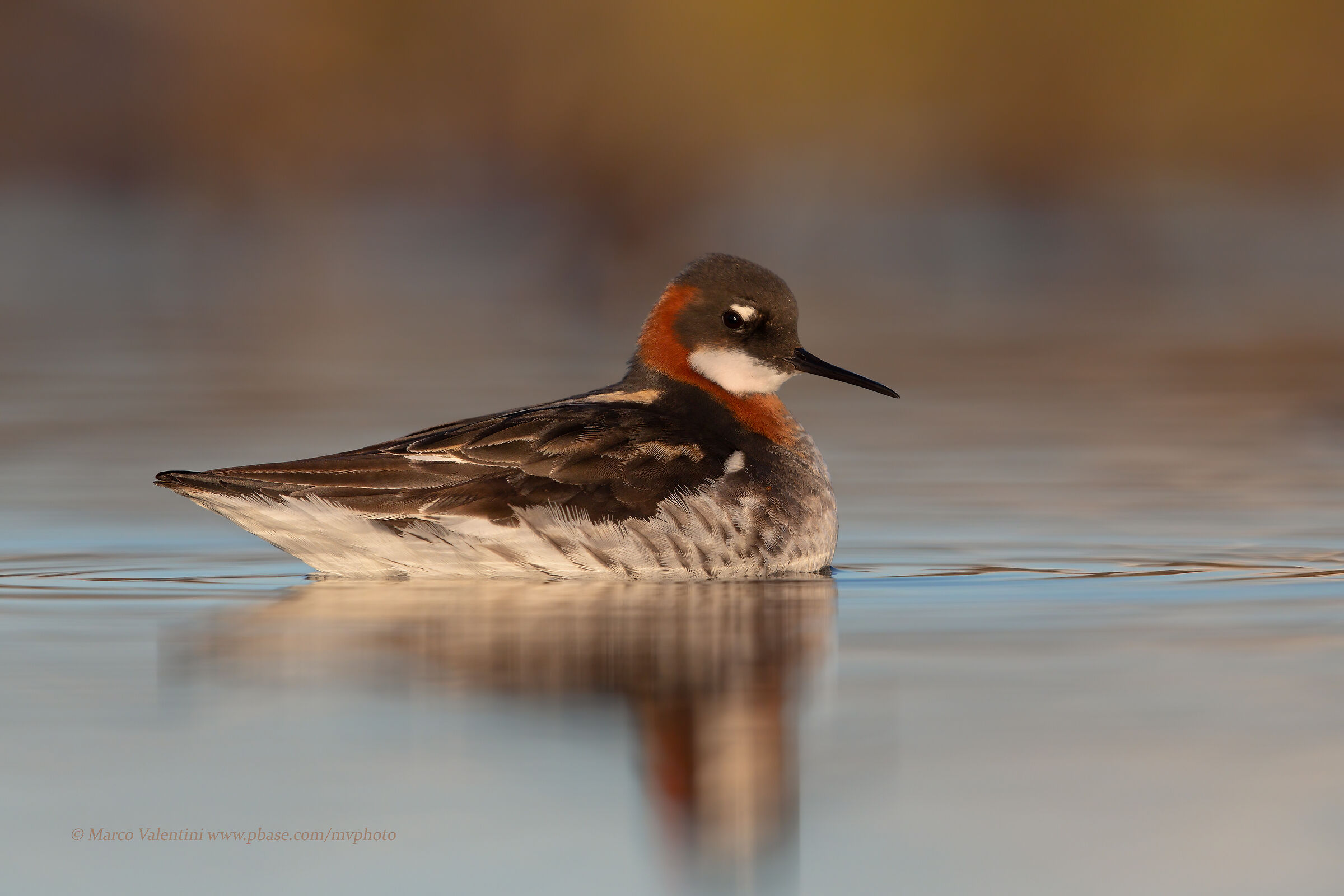 Falaropo beccosottile