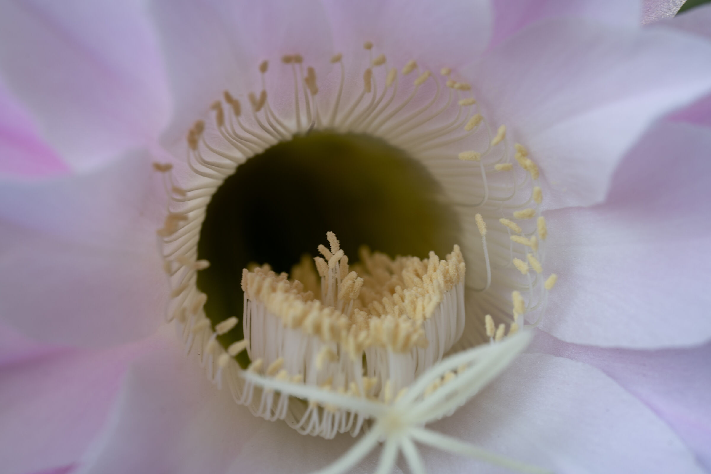 Echinopsis o Fiori di Cactus
