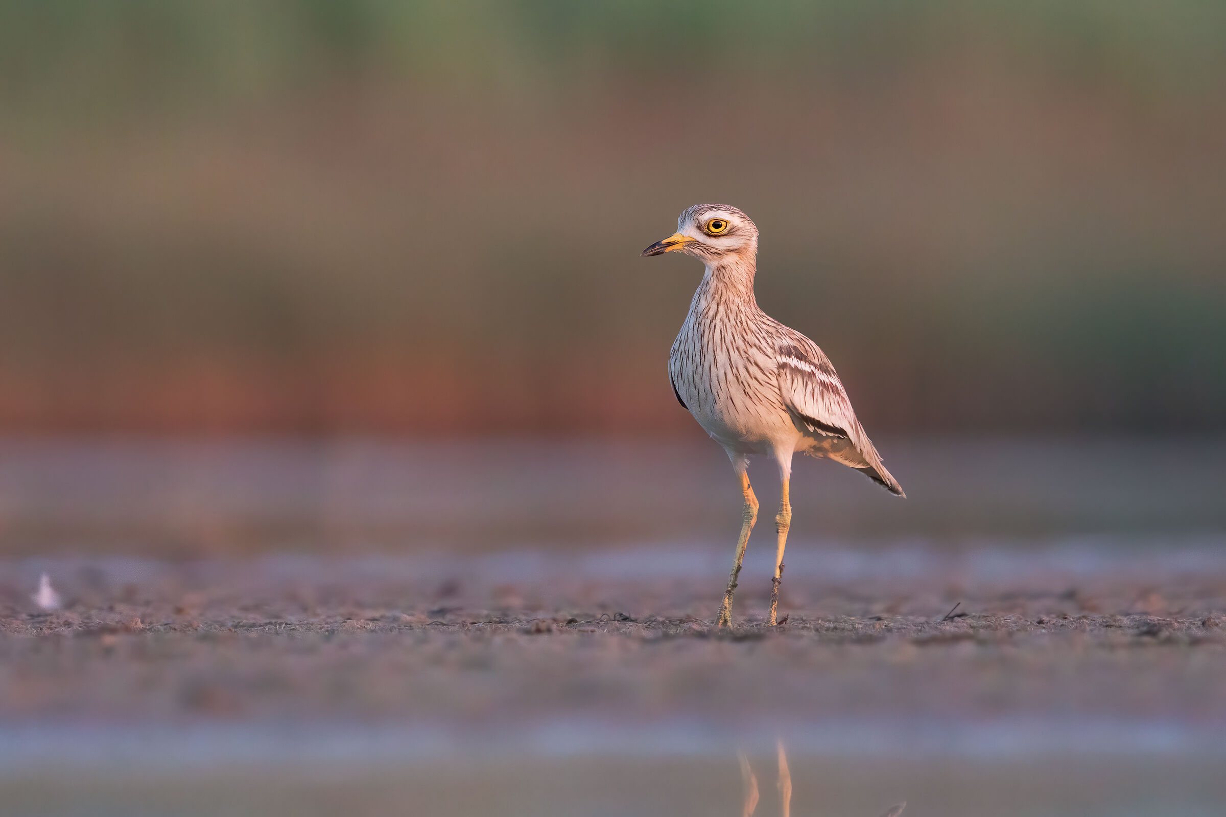 Eyeto the last light