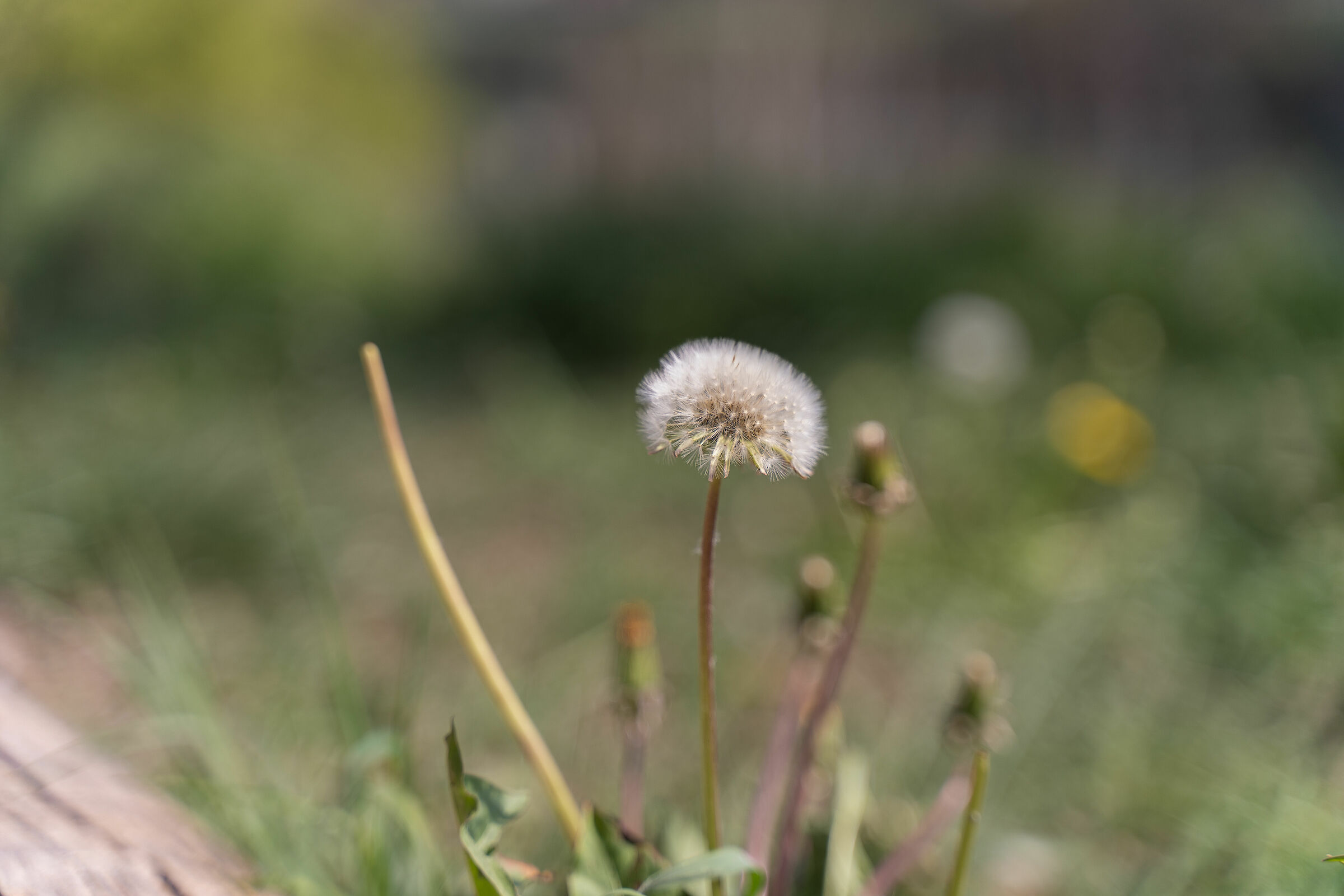 Il soffione è chiamato anche tarassaco o dente di leo...