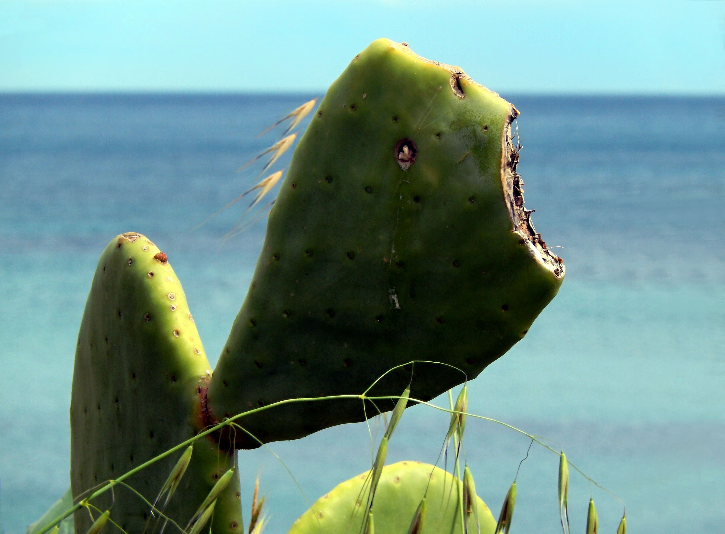 il canto dell'Opuntia Ficus-Indica “crestata”...