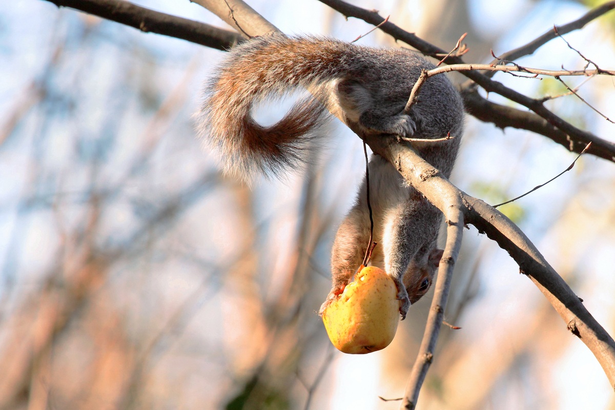 American gray squirrel