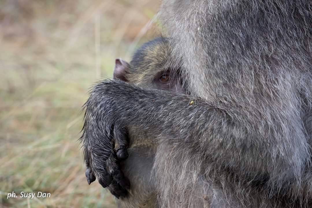 Tra le braccia di mamma