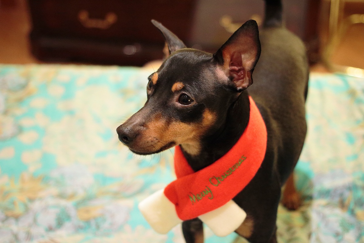 Igor Merry Christmas