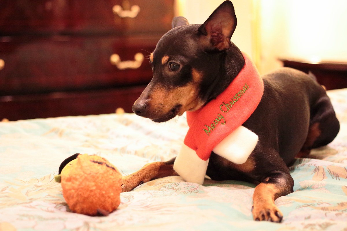 Igor Merry Christmas 2