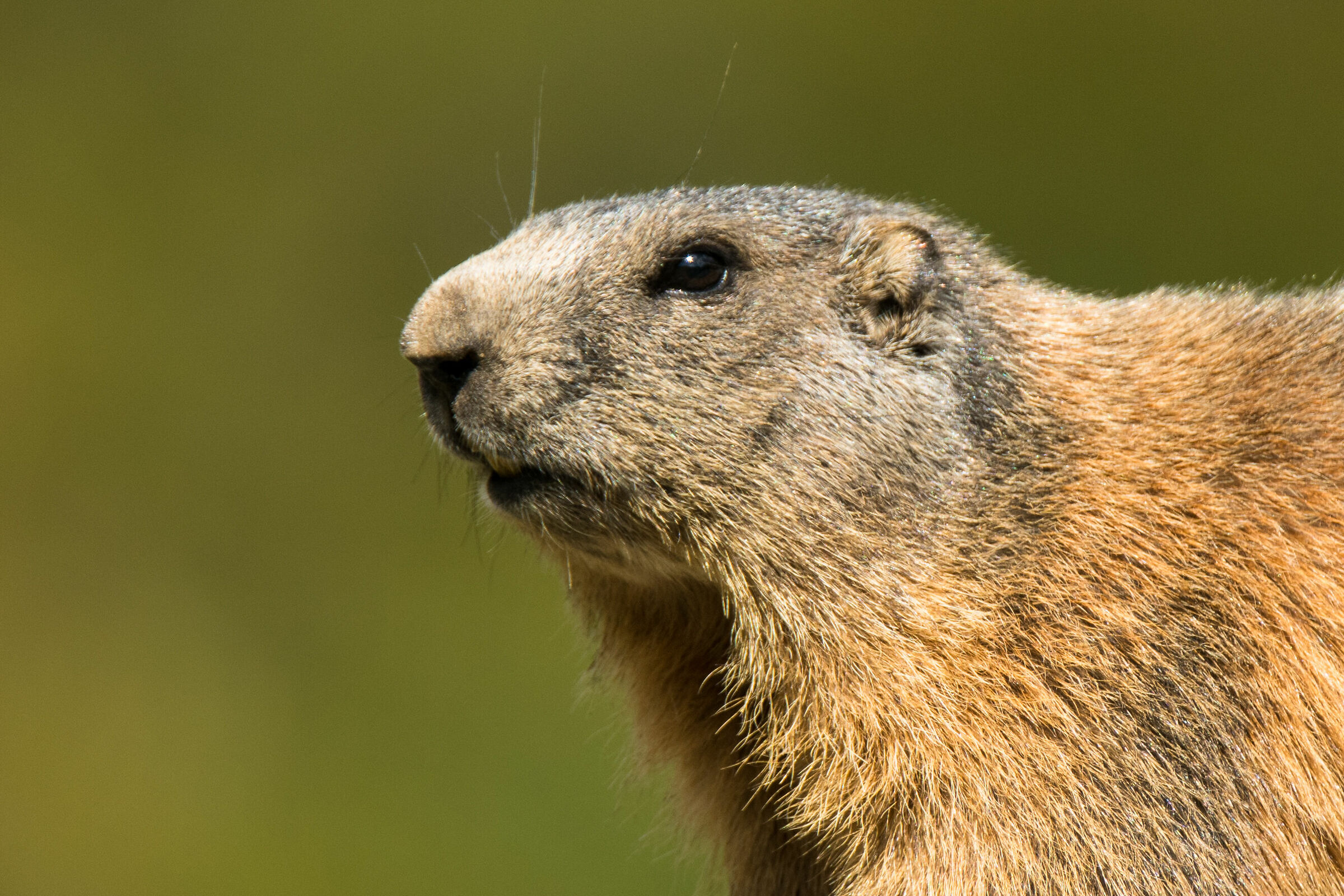 Marmotta