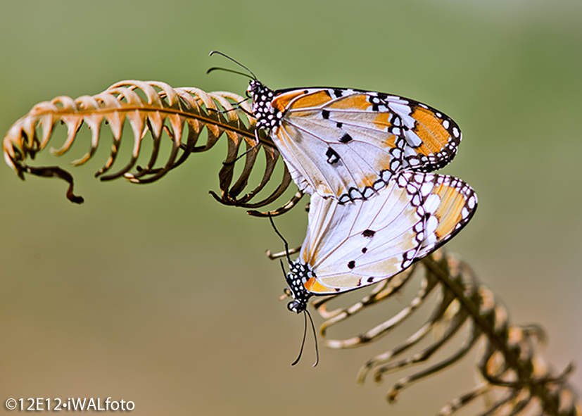Pianura Tiger (Crisippo Crisippo) _Mating