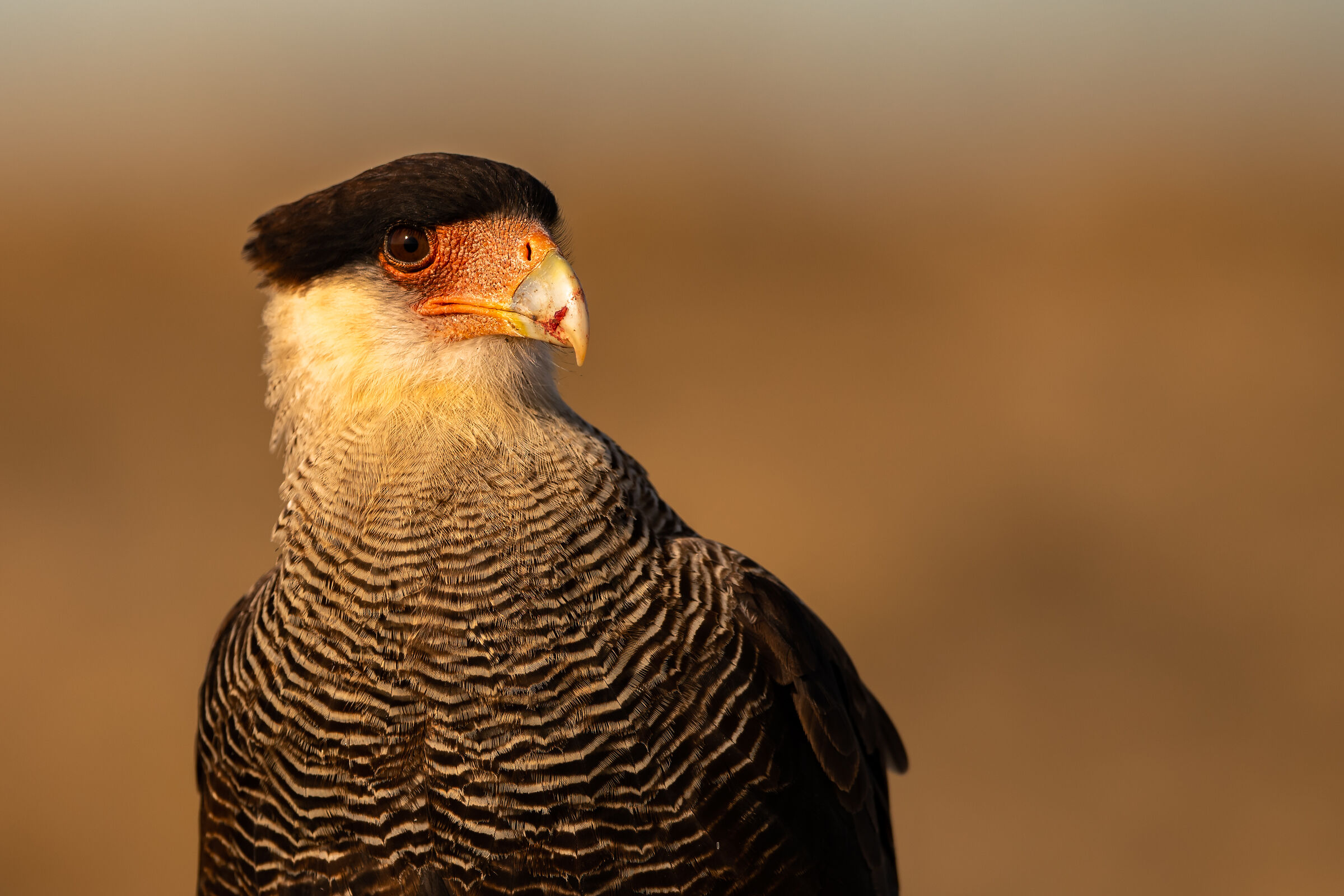 Caracara