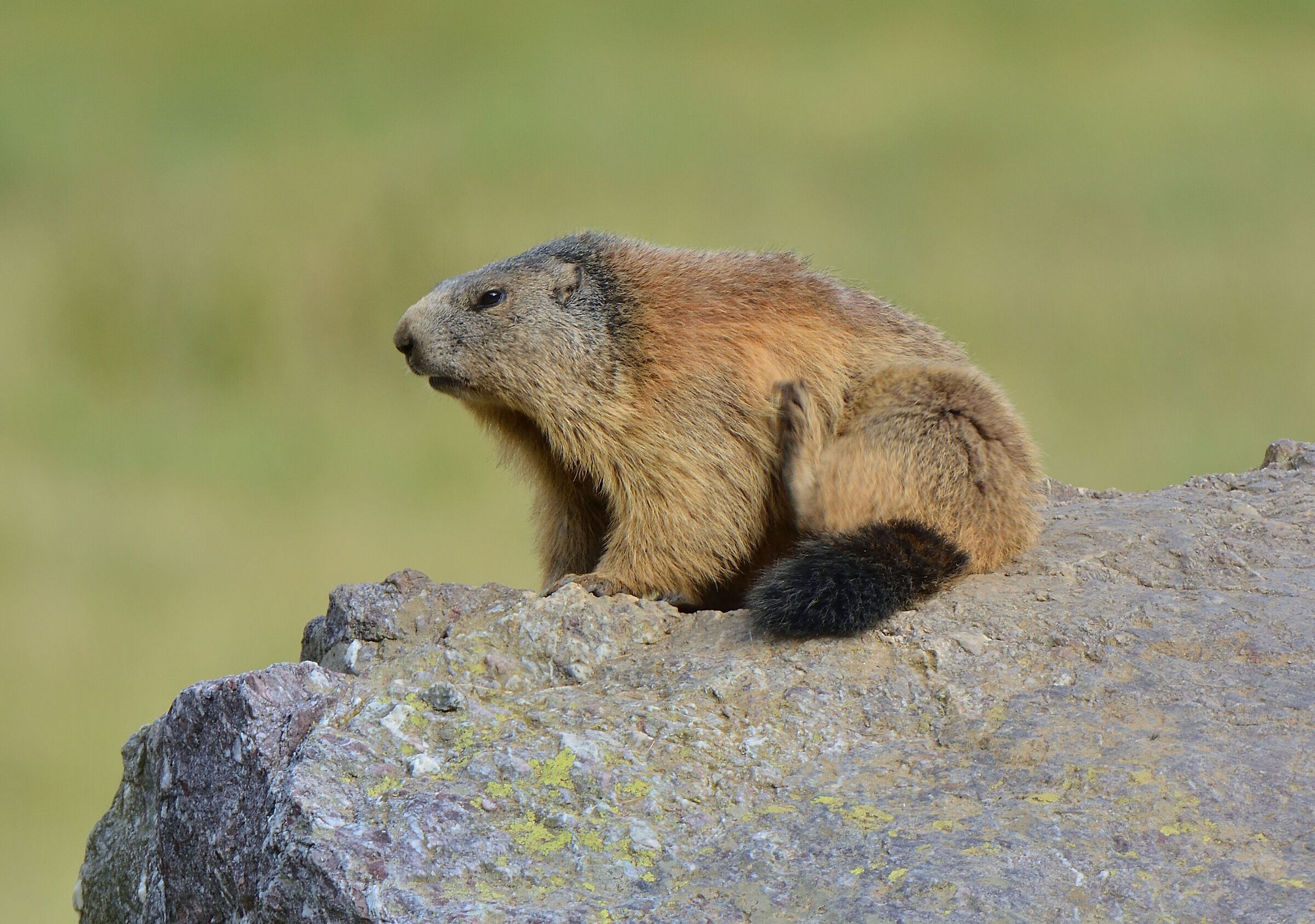 Marmotta