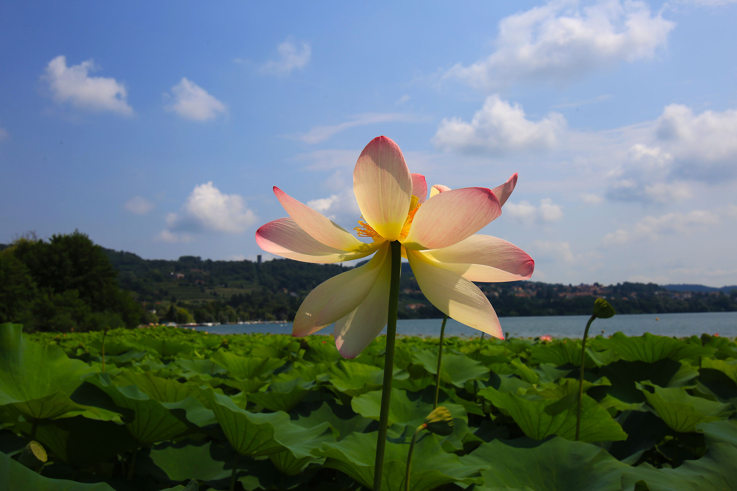 Tempo di loto fiorito