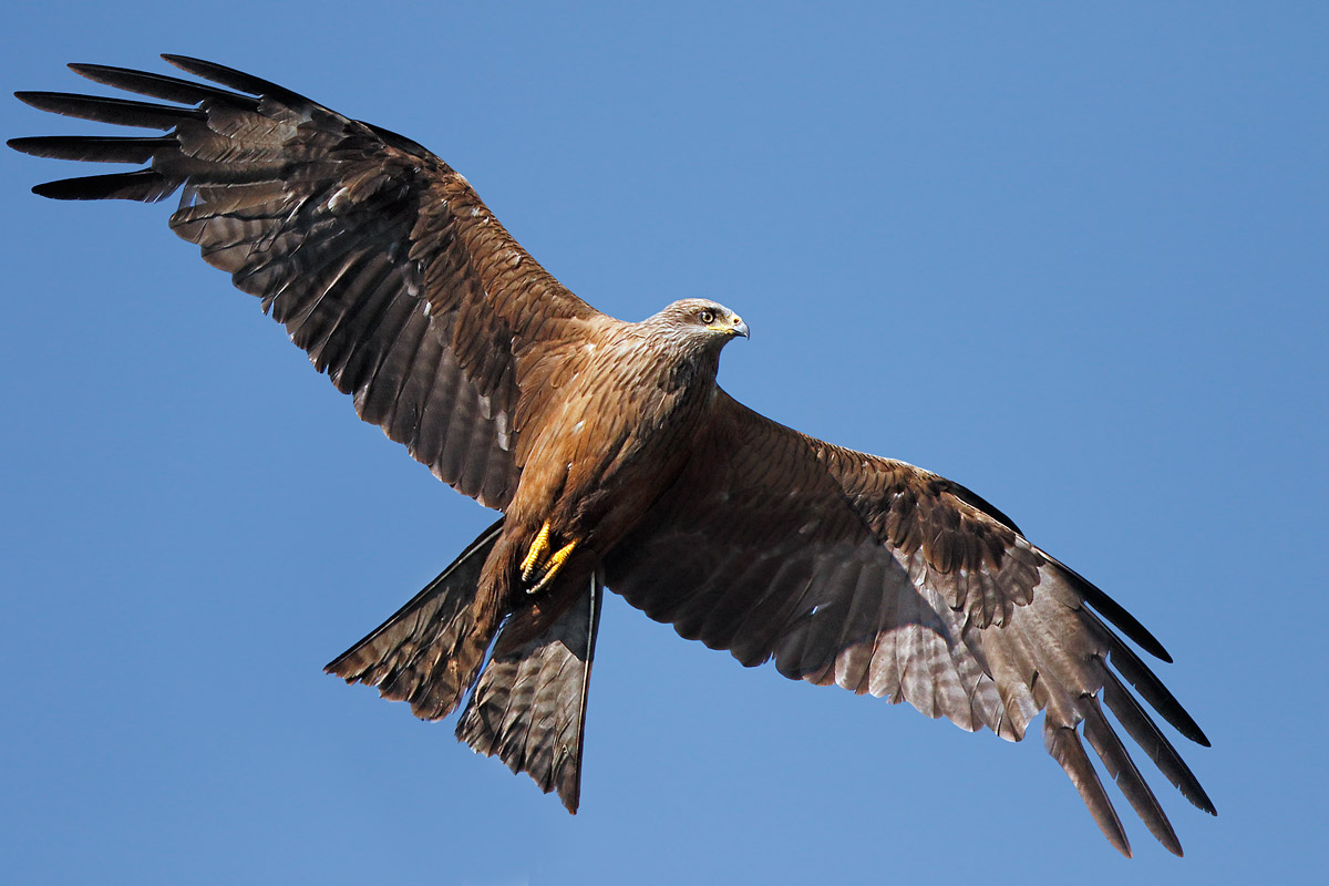 Brown kite