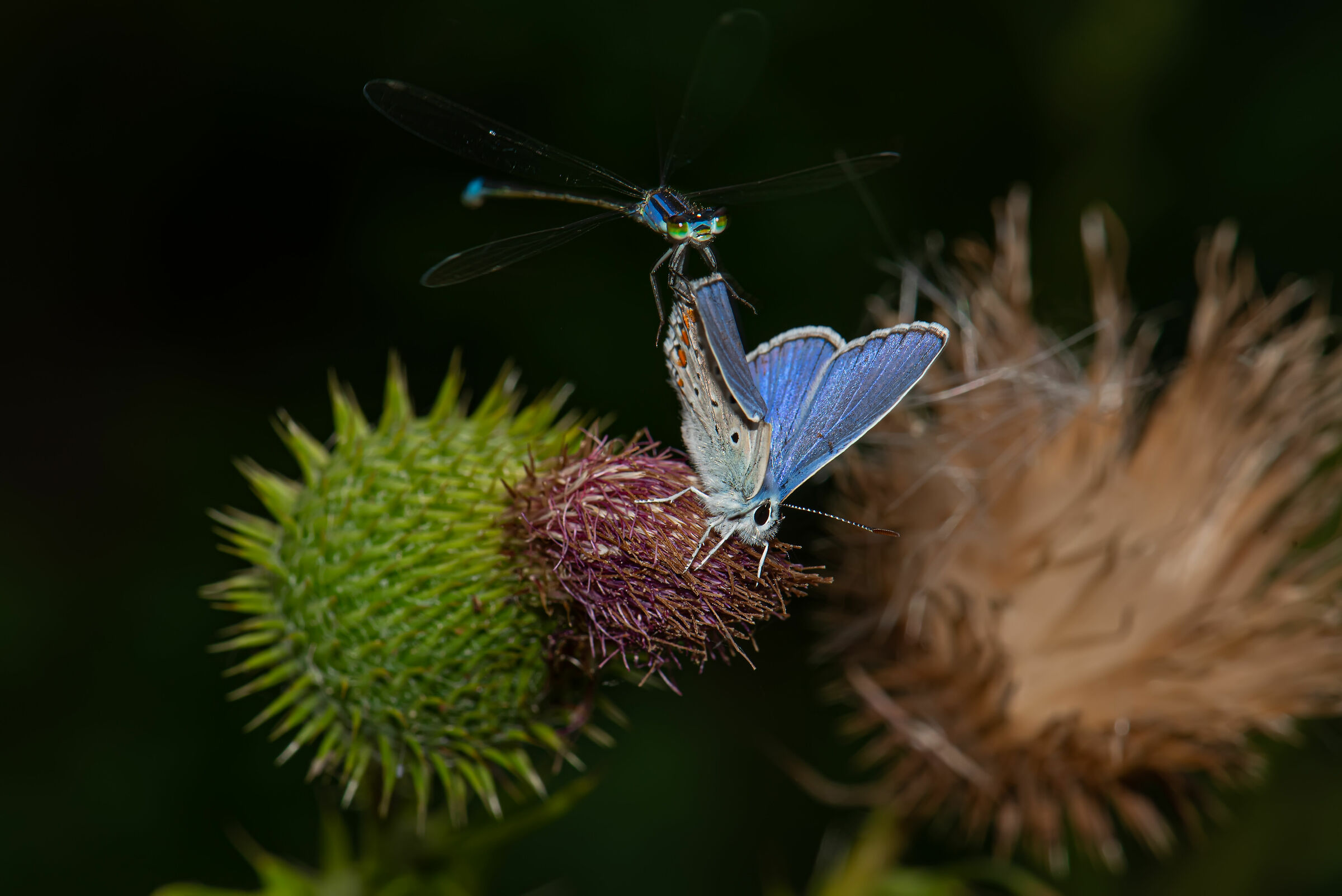 Clandestina a bordo...