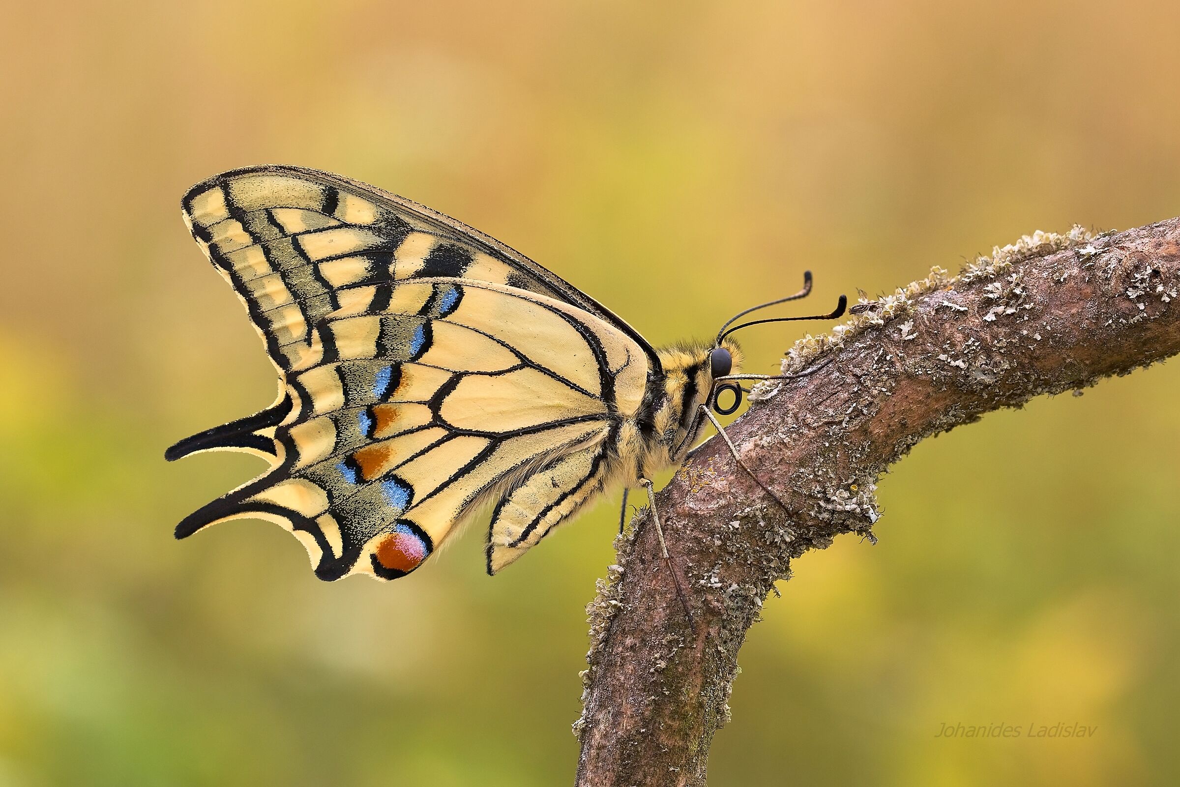 Papilio machaon