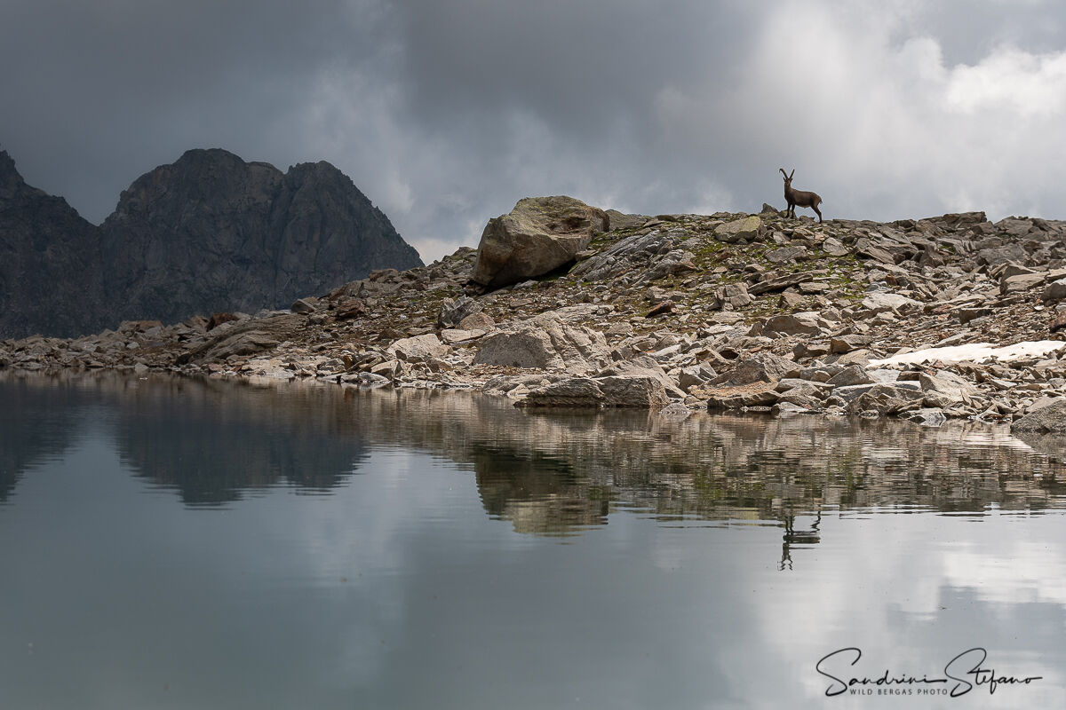 Stambecco riflesso