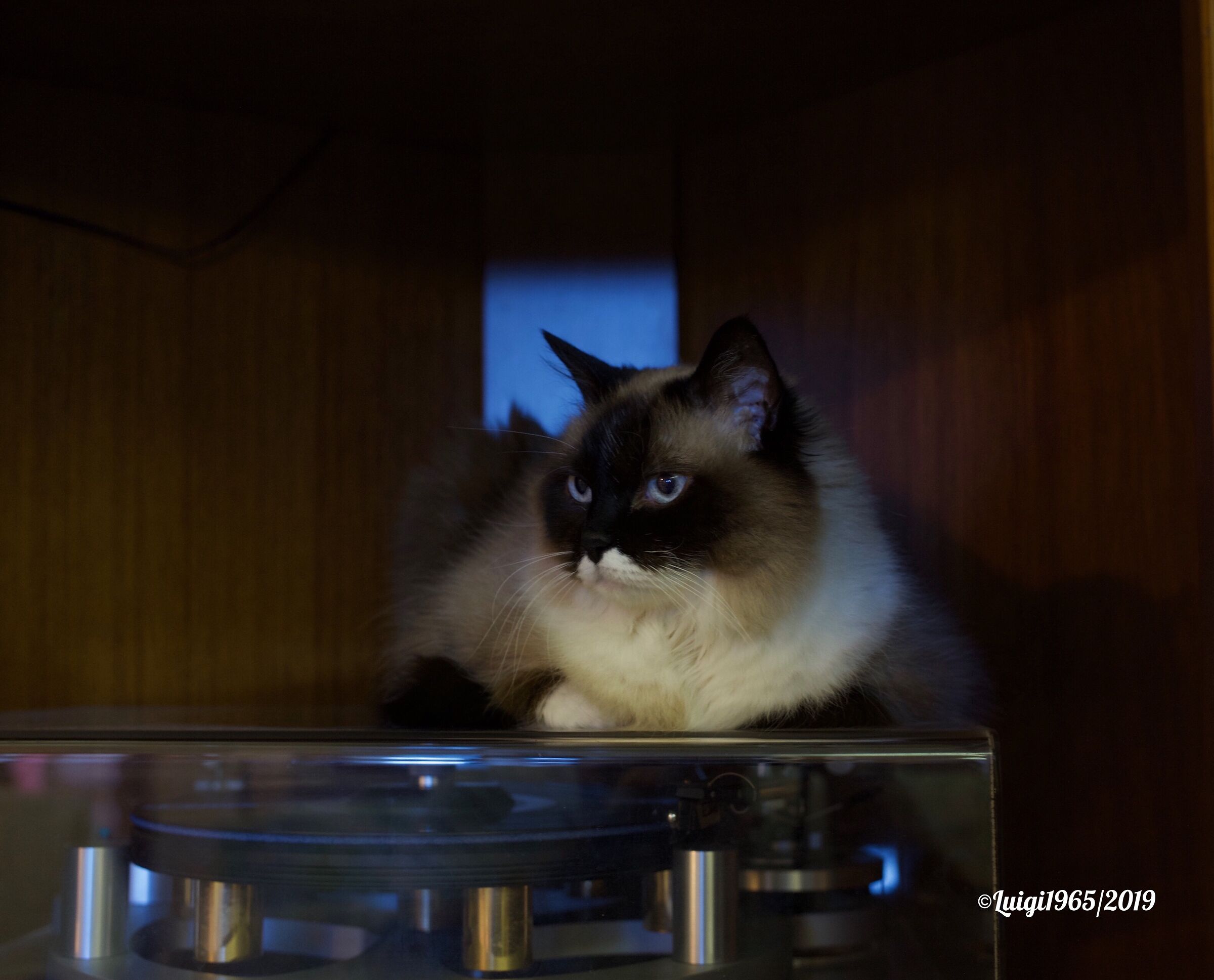 The guard cat (at my turntable).