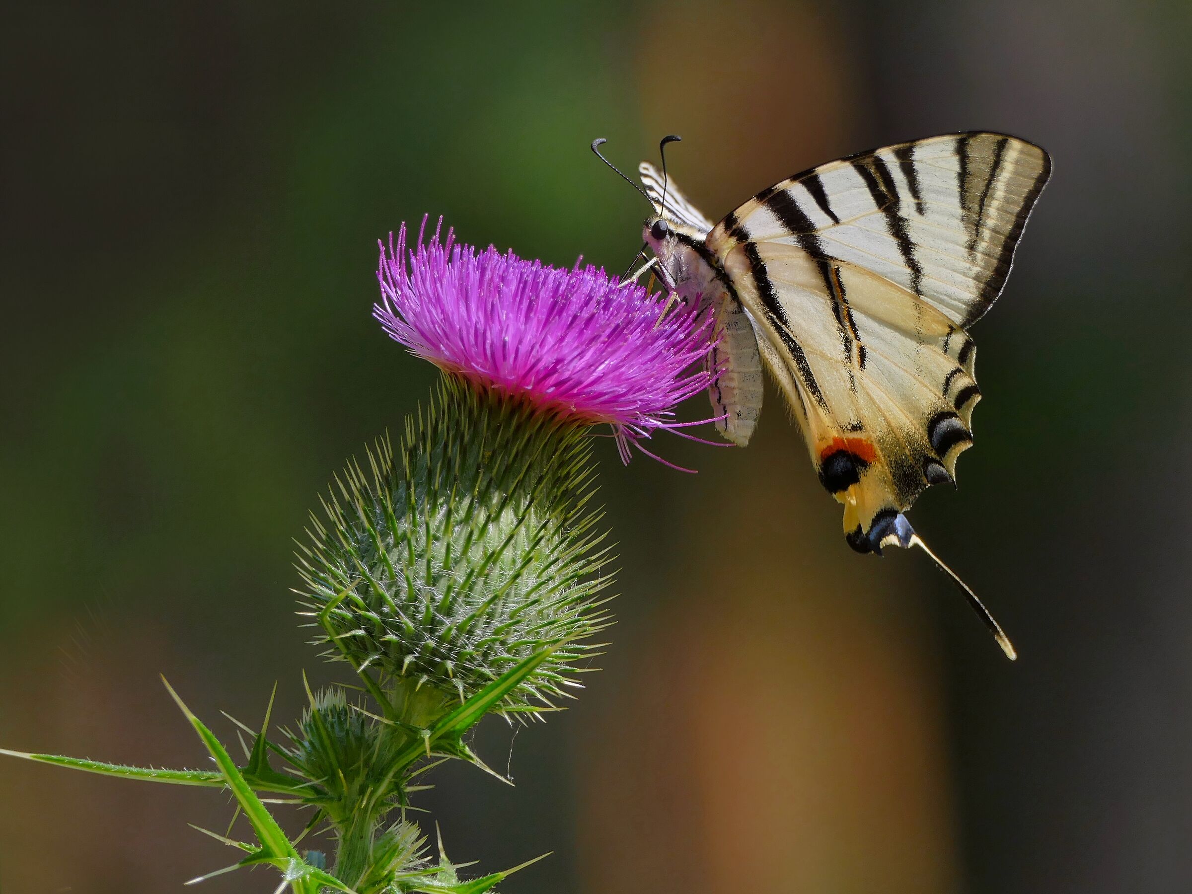 Paz zeglarz 4 (Iphiclides podalirius)