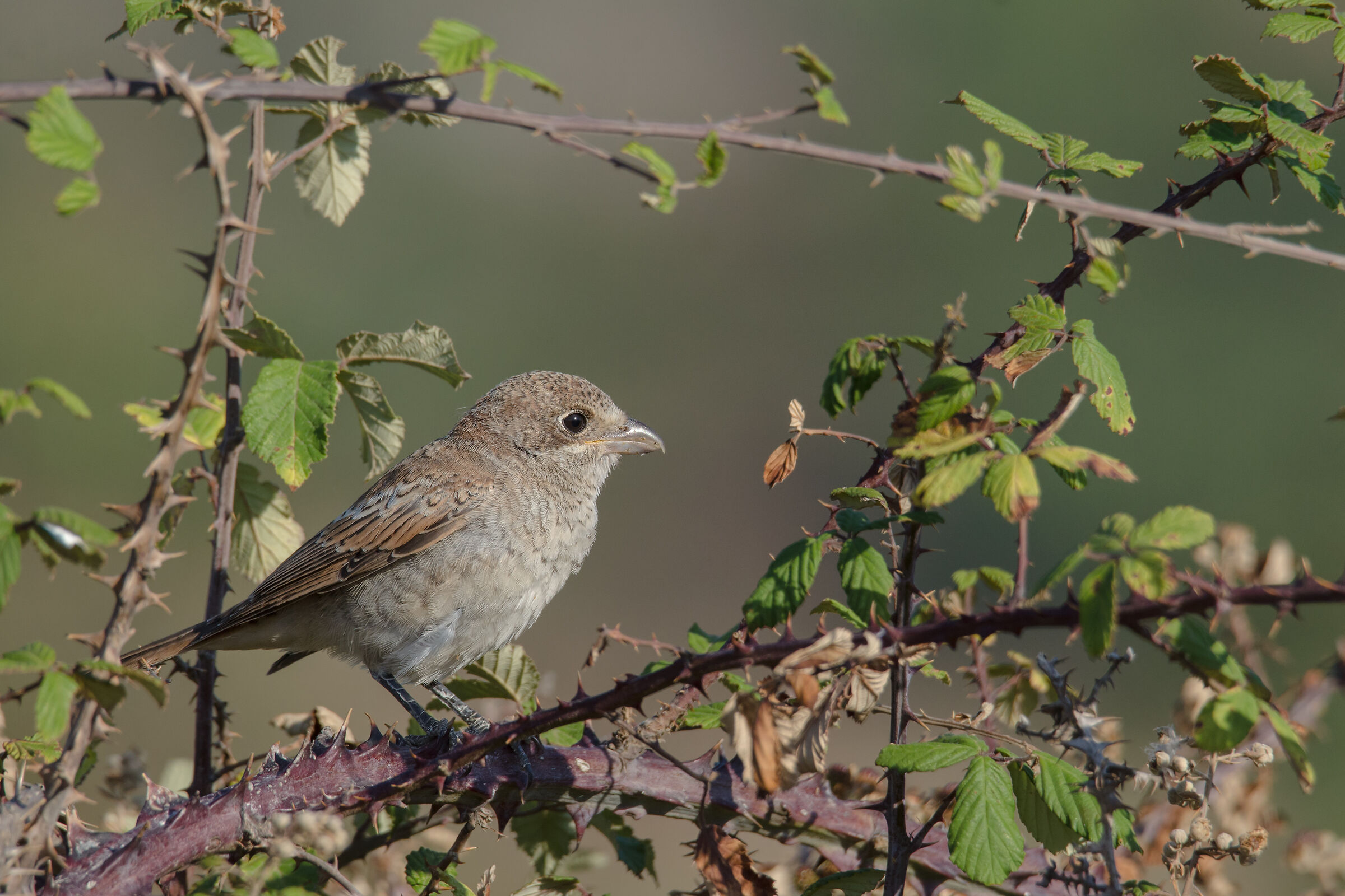 Young have it red-headed
