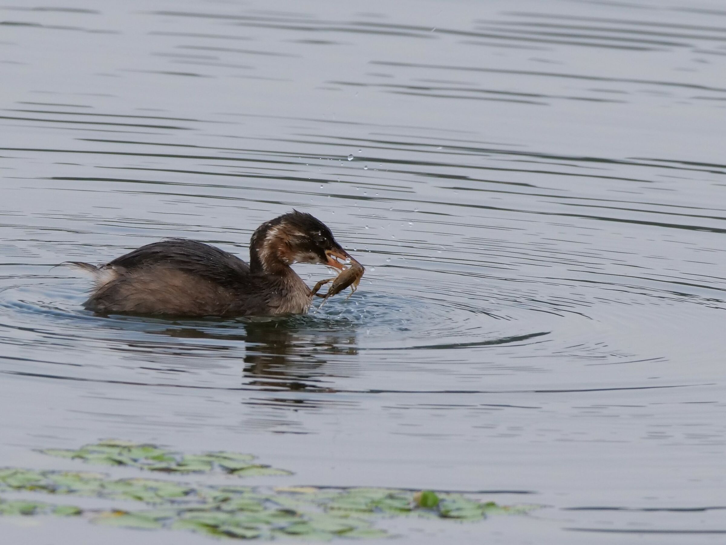 Tuffetto (Tachybaptus ruficollis)