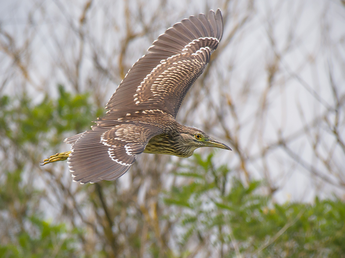 Giovane Nitticora in volo