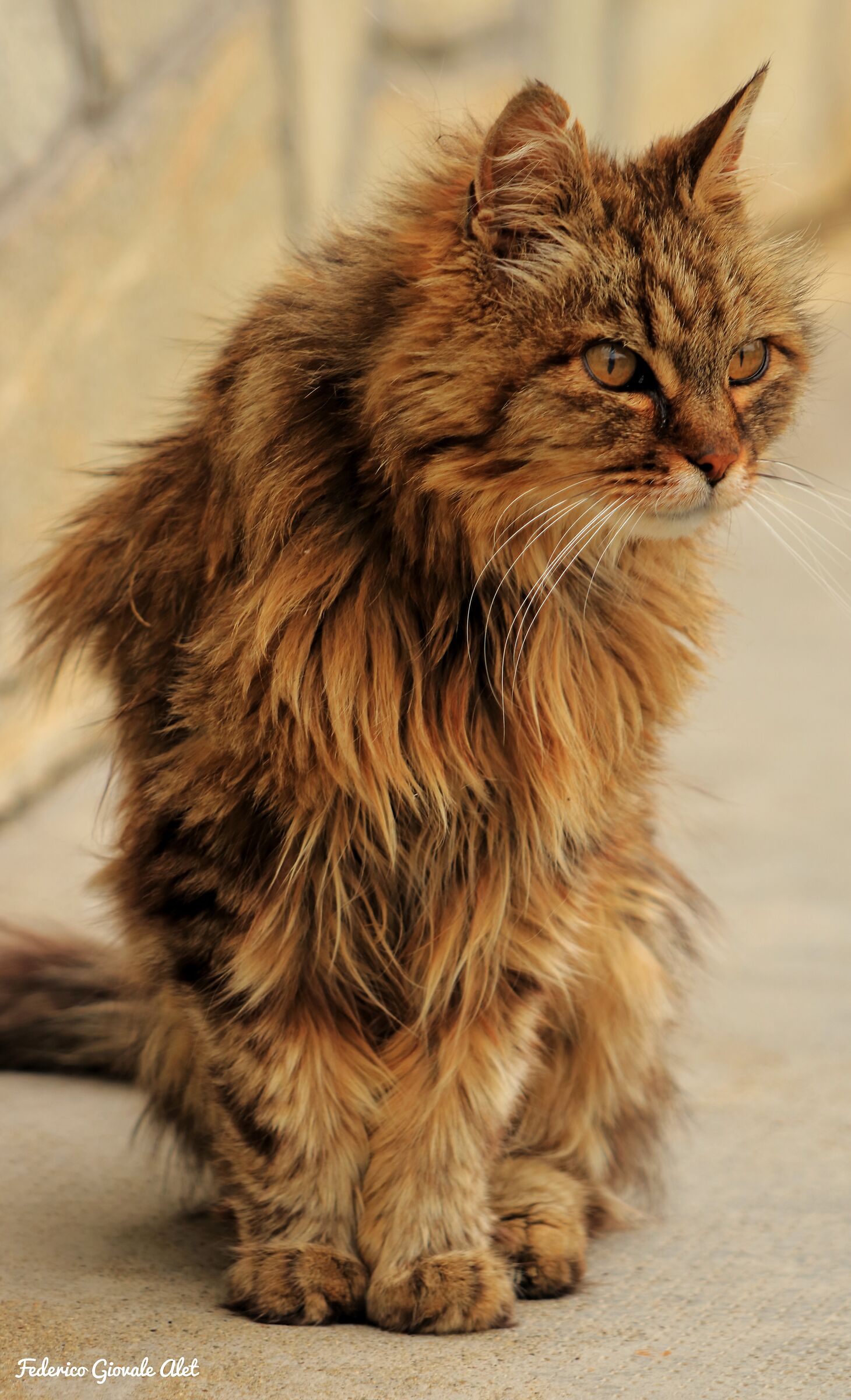 Fuffi, the neighborhood "old man"