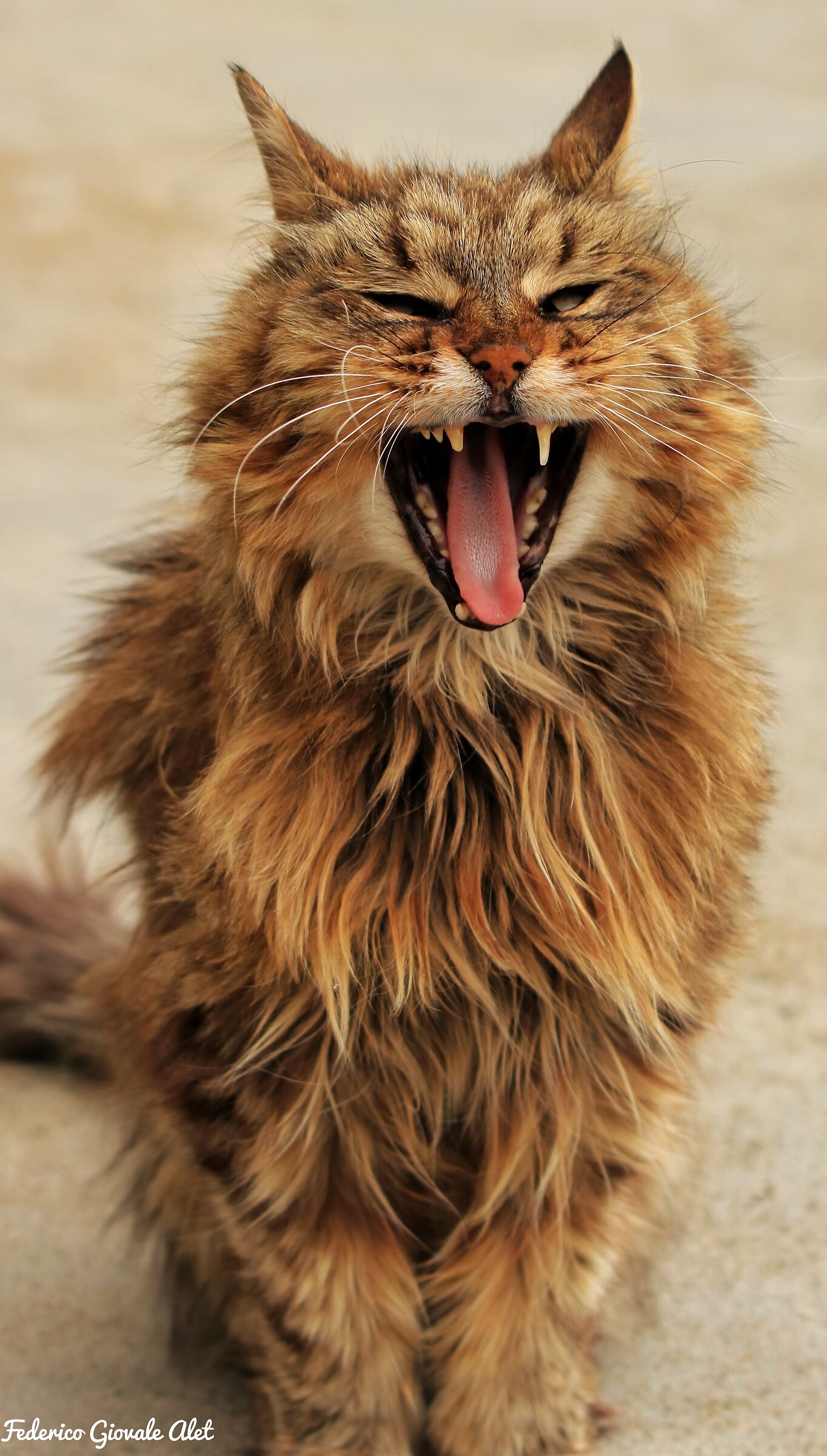 Fuffi, the neighborhood old man