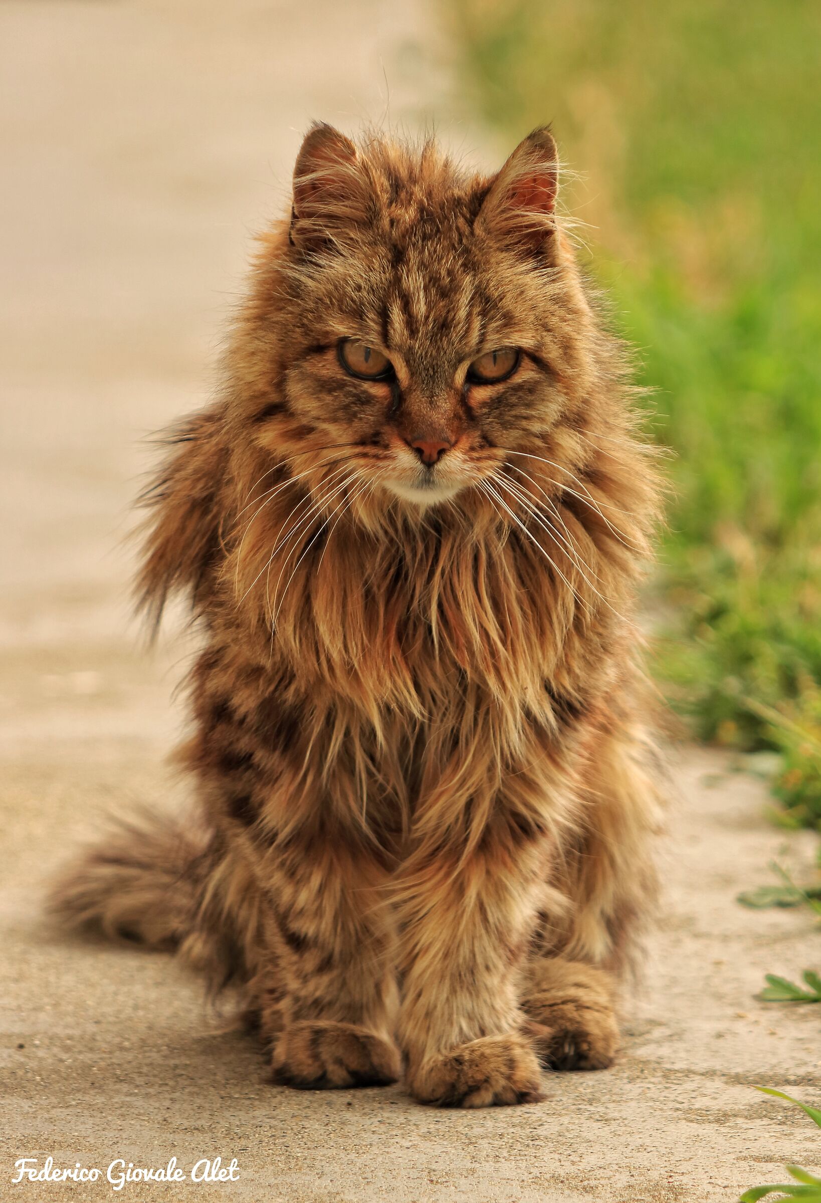 Fuffi, the neighborhood old man