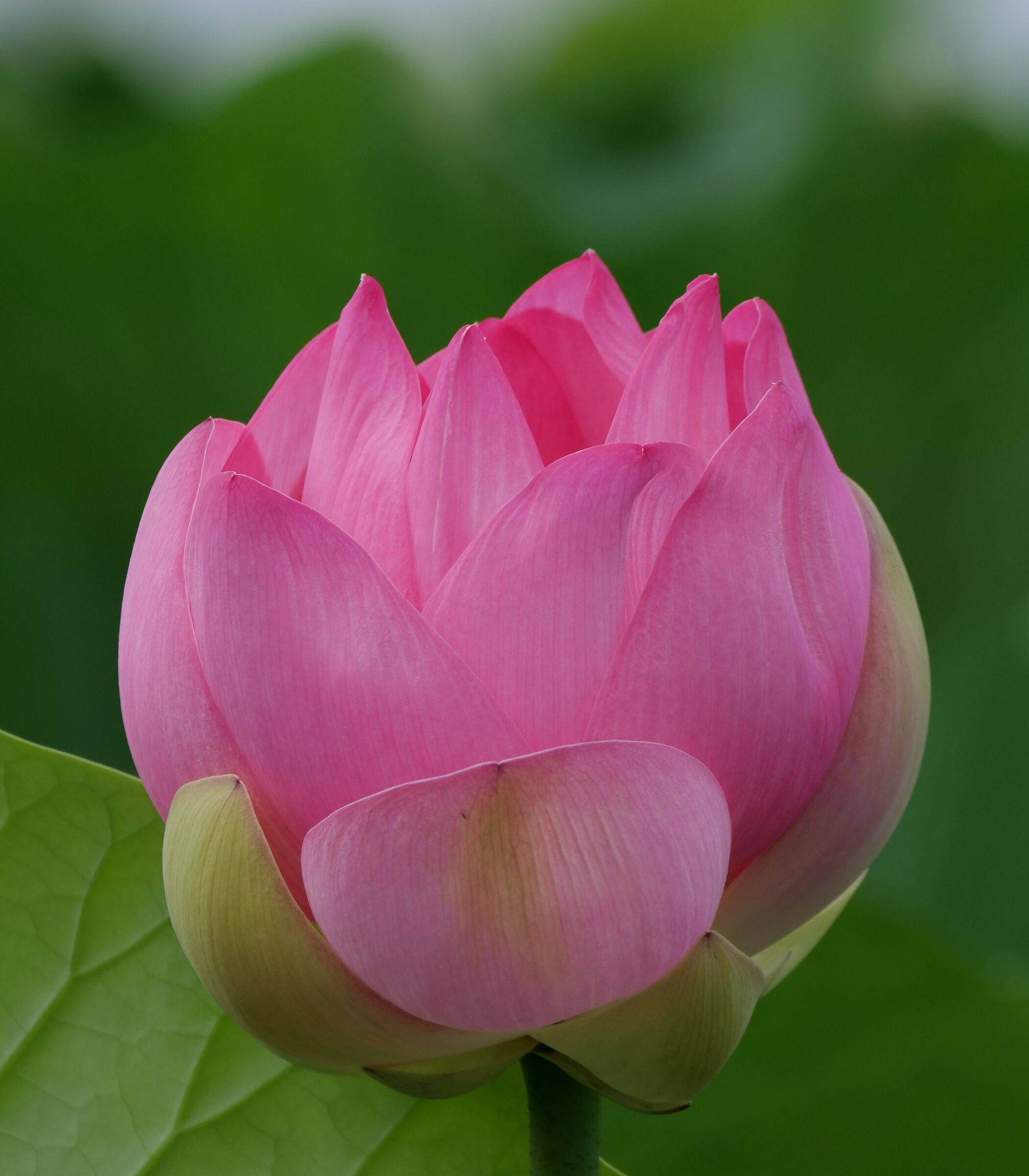 Lotus Flower (Nelumbo nucifera)
