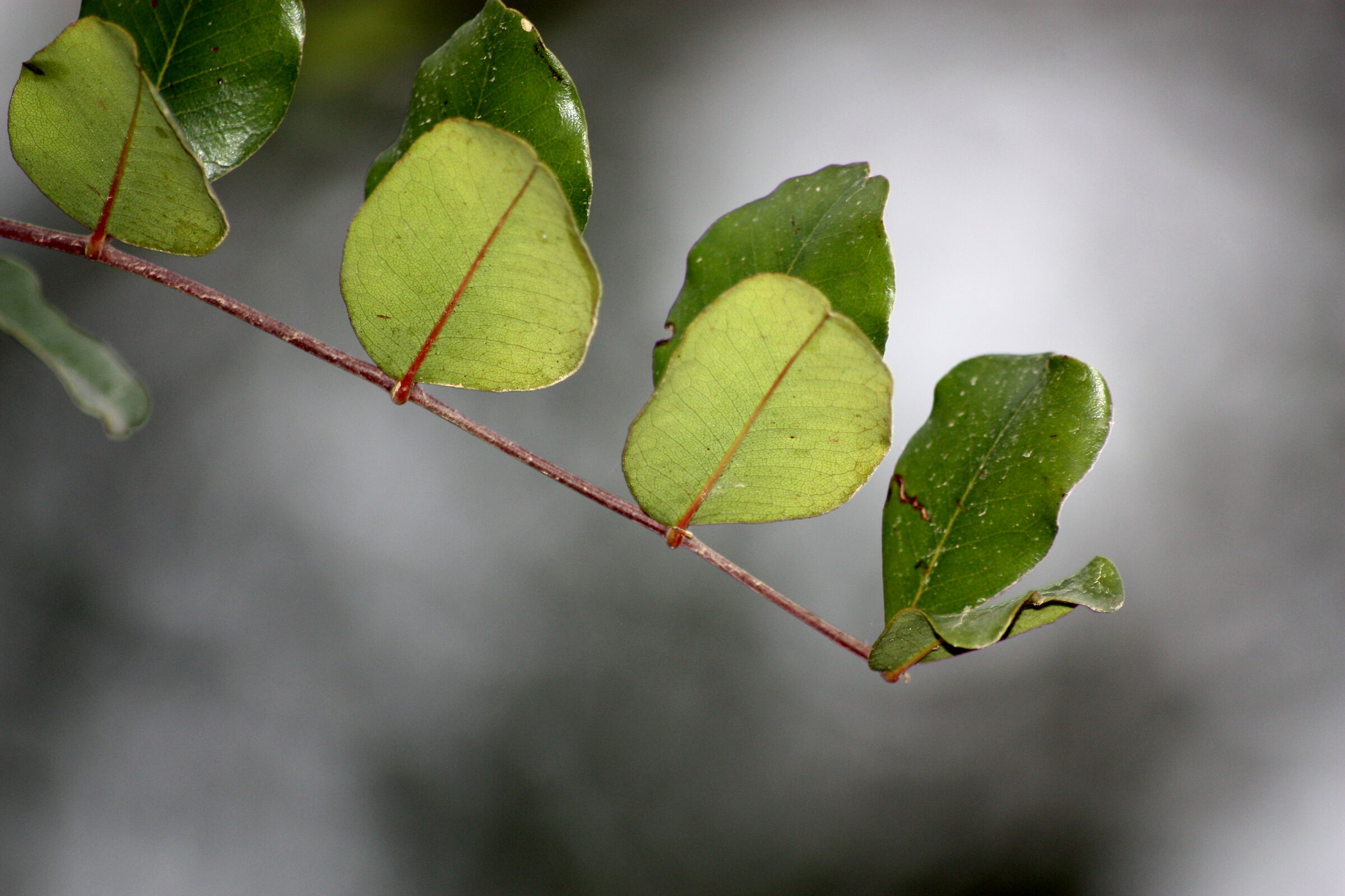 Dettagli dalla Natura