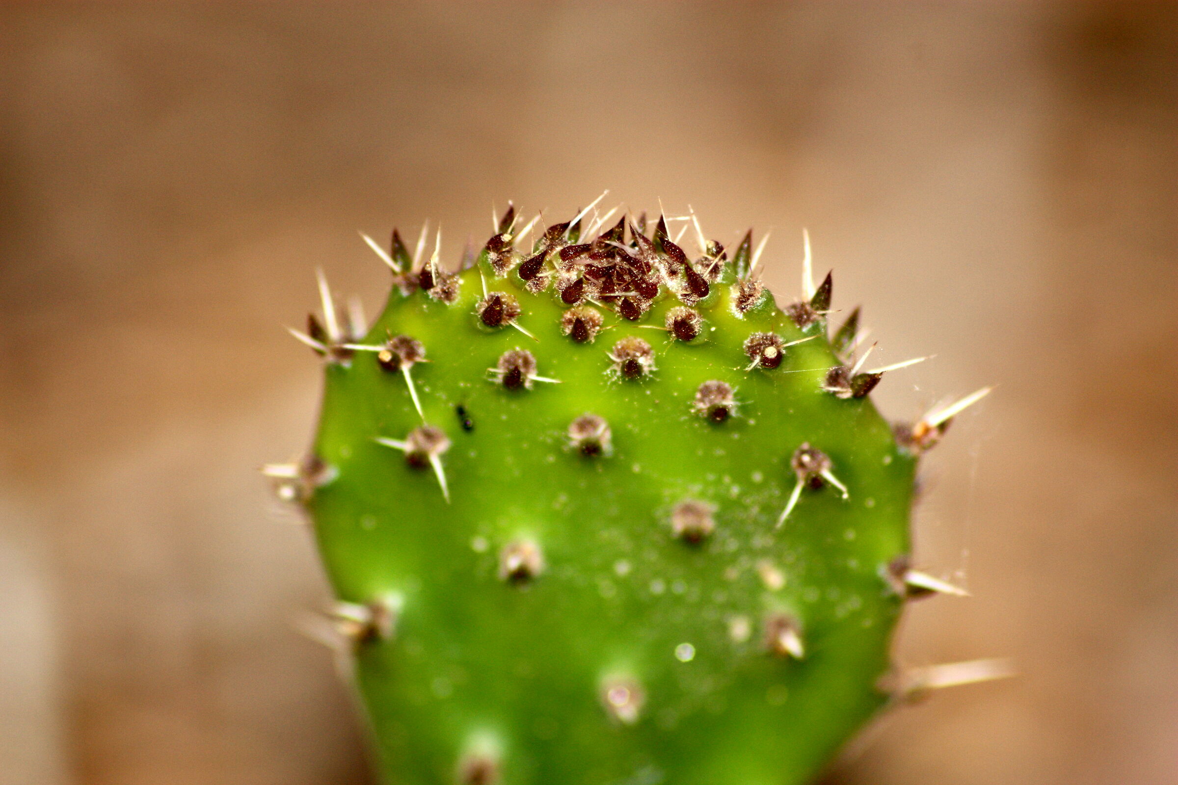 Cactus