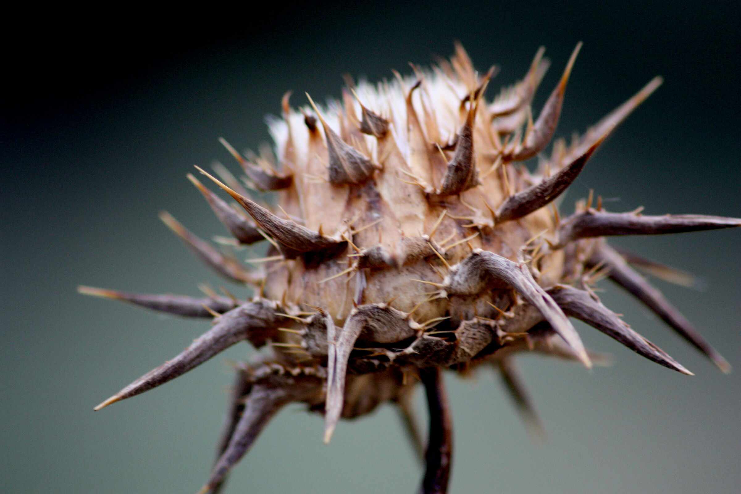 ll ciclo vitale della natura