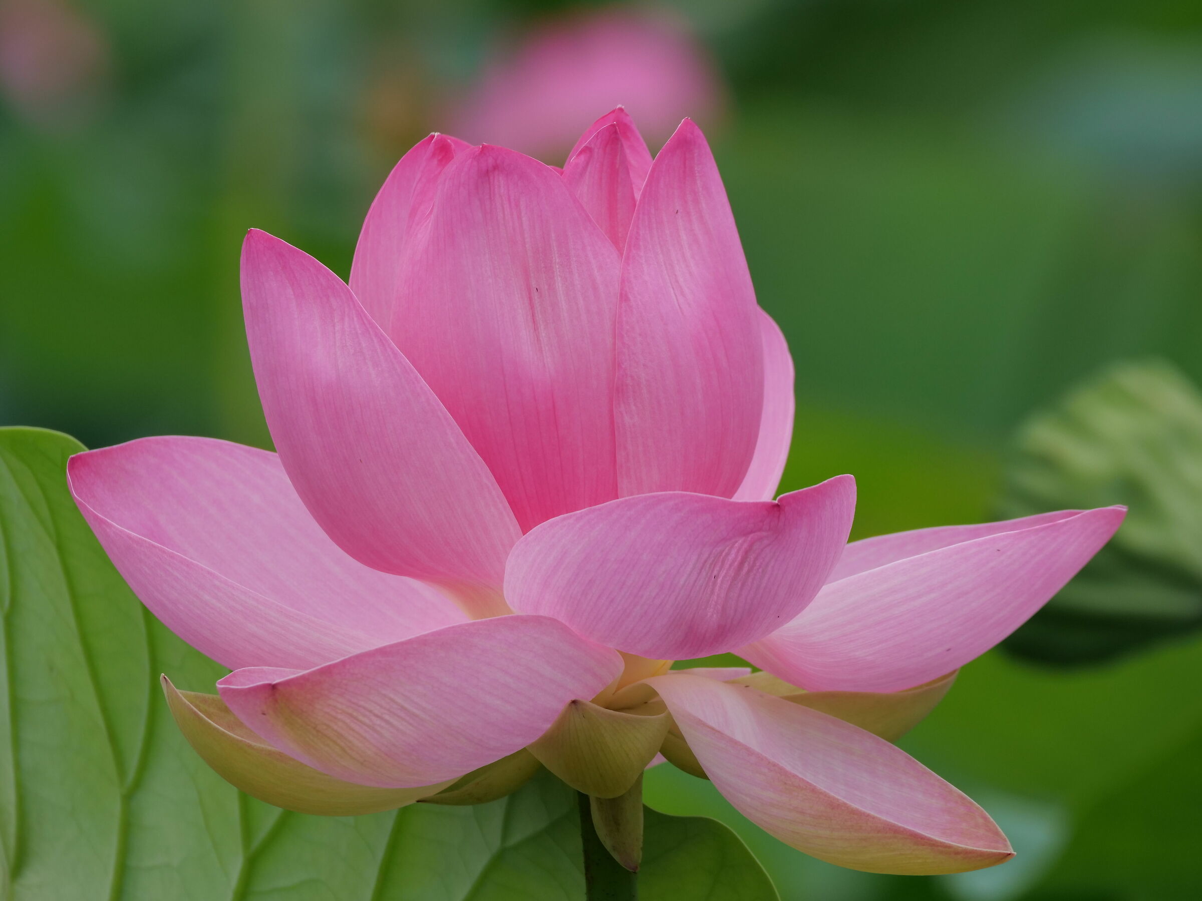 Lotus Flower (Nelumbo nucifera)