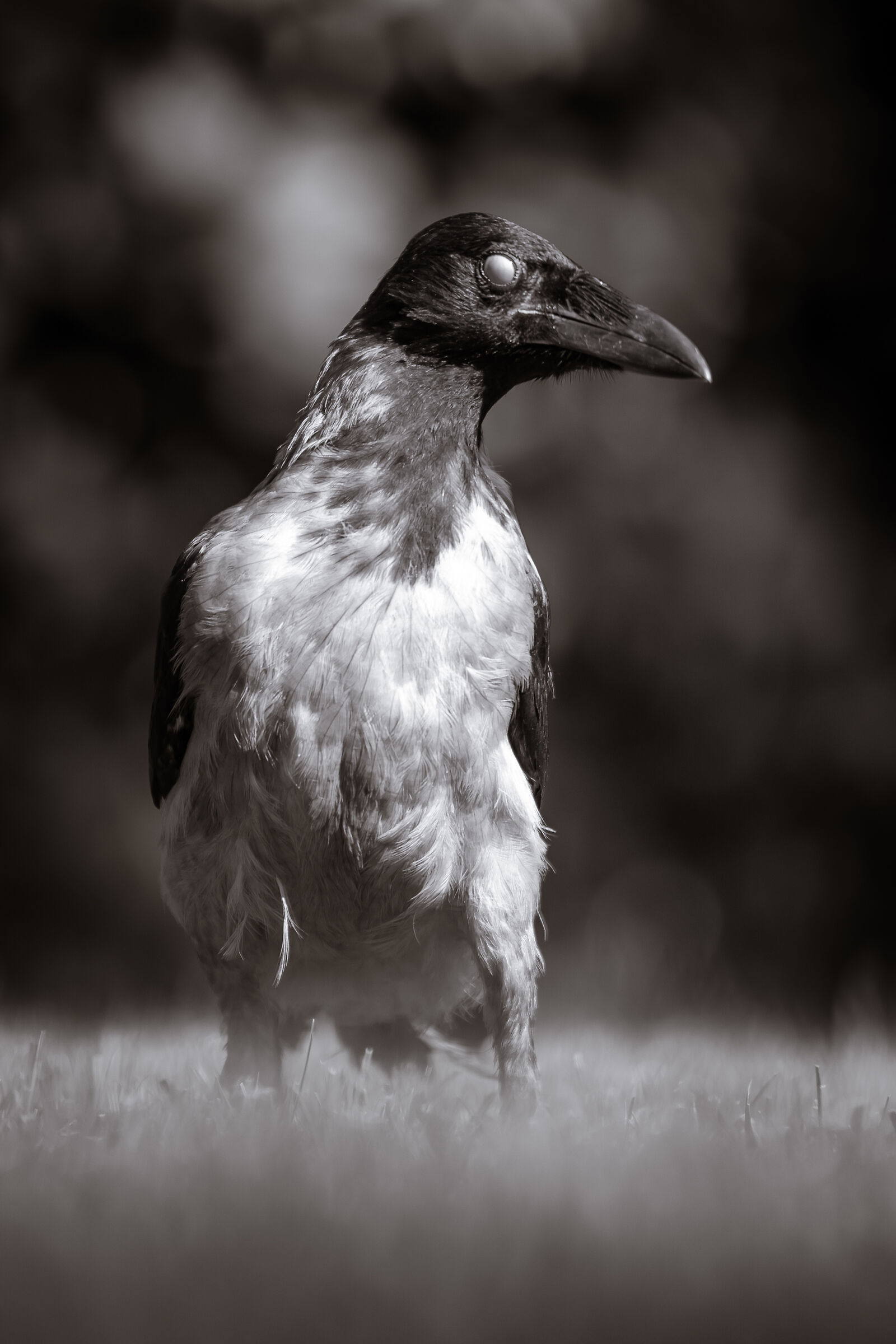 Nightmare /Corvus cornix/