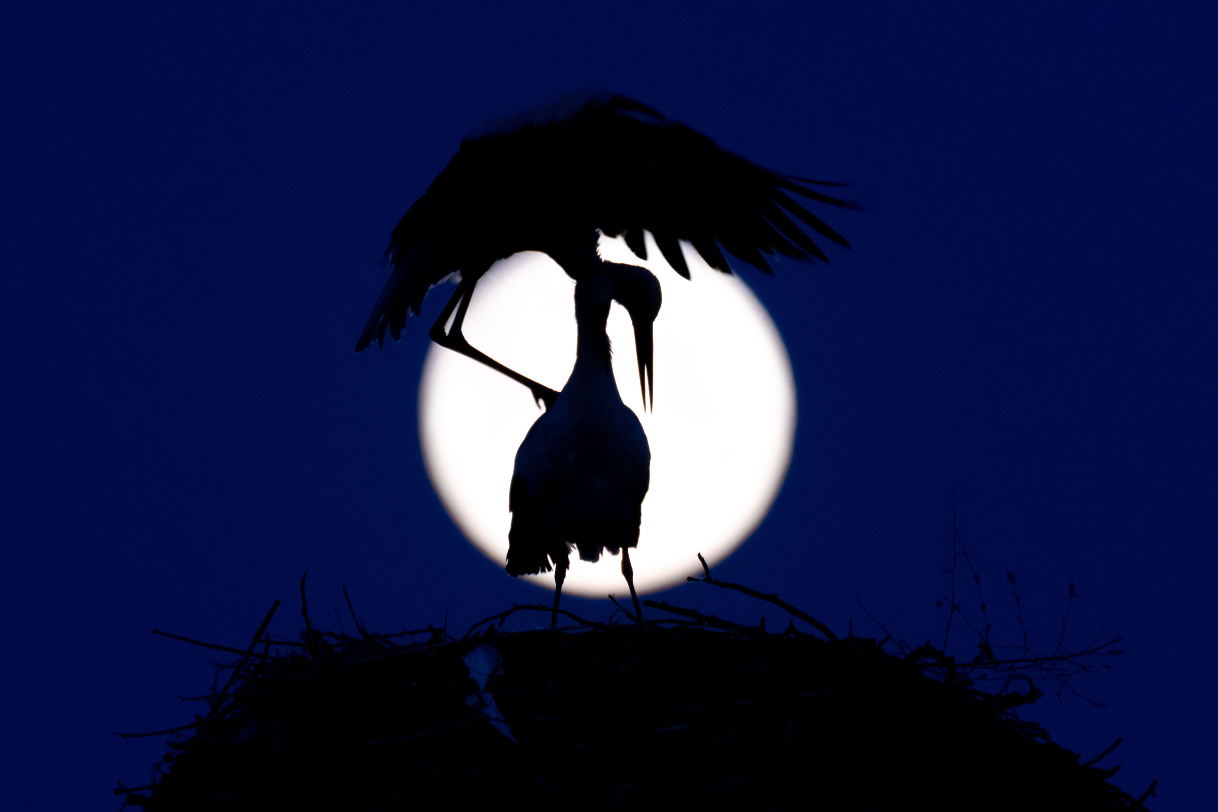 Full Moon /Ciconia ciconia/