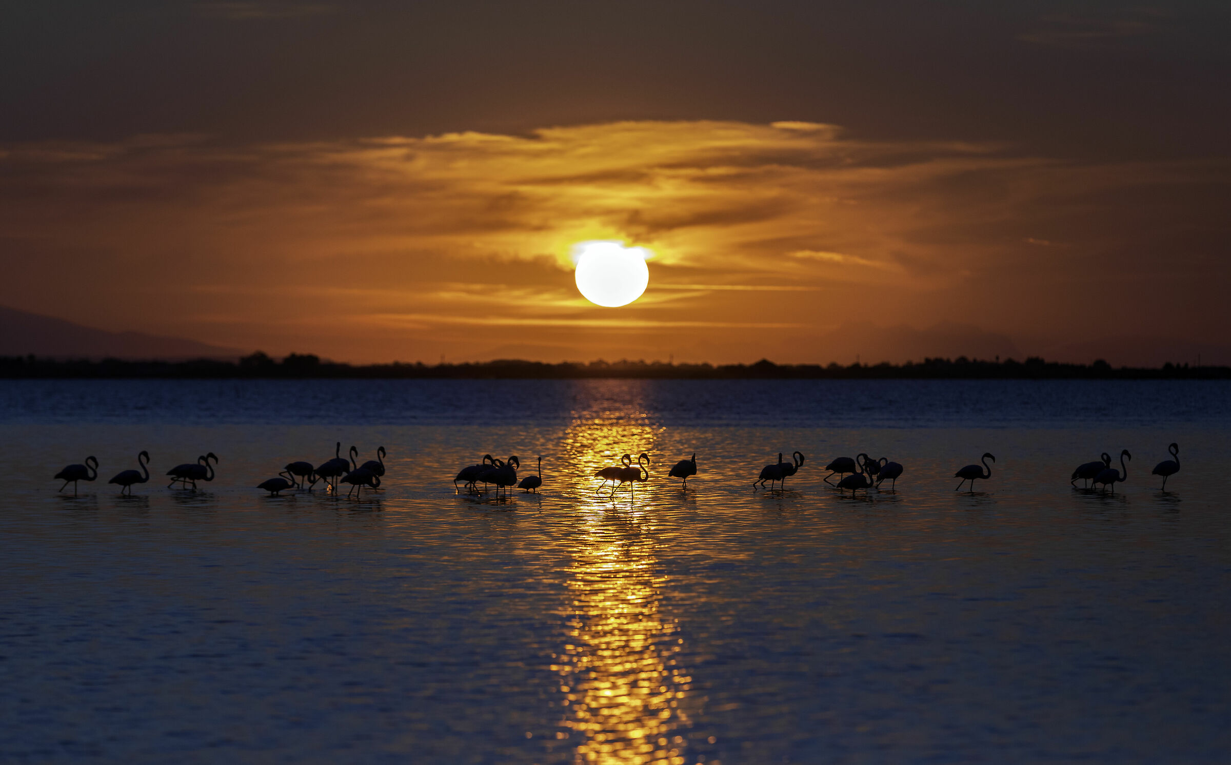 Flamingos at sunset