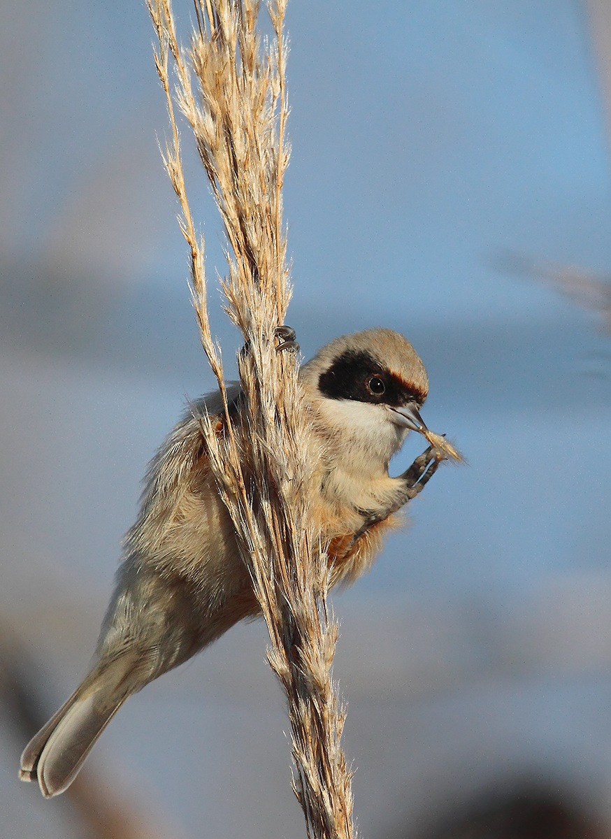 .. And now I smoke a straw ..