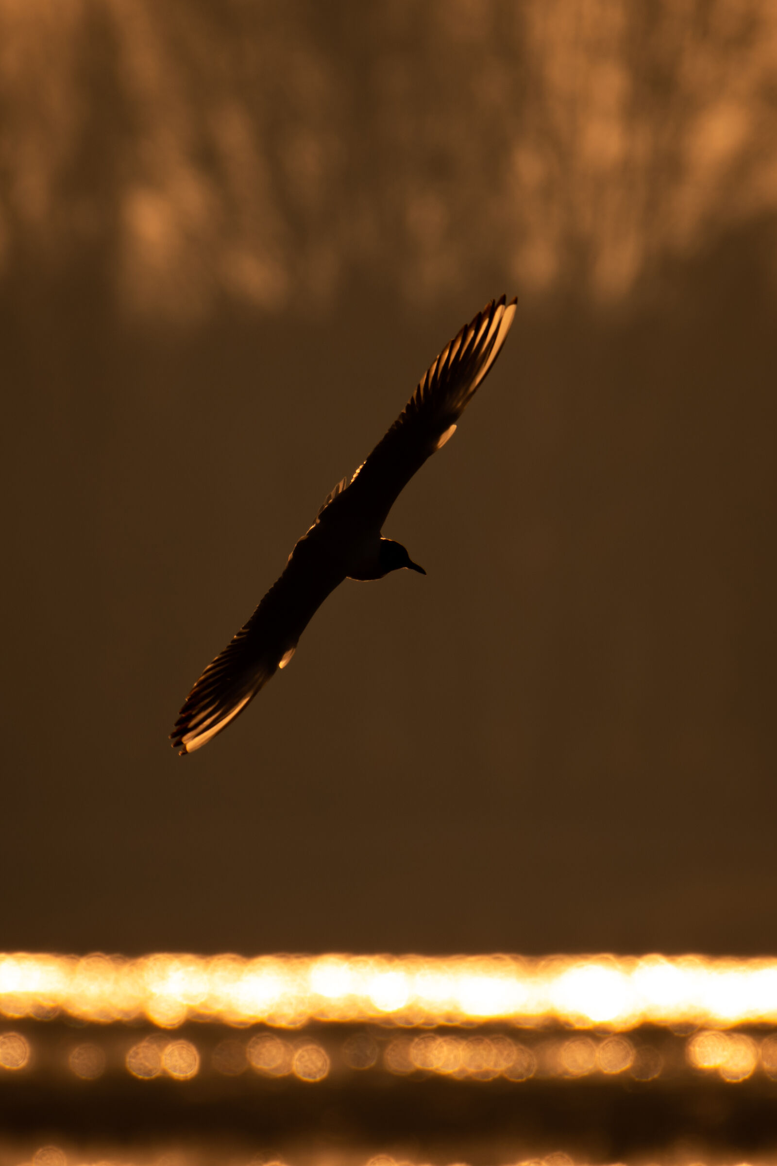 Chroicocephalus ridibundus