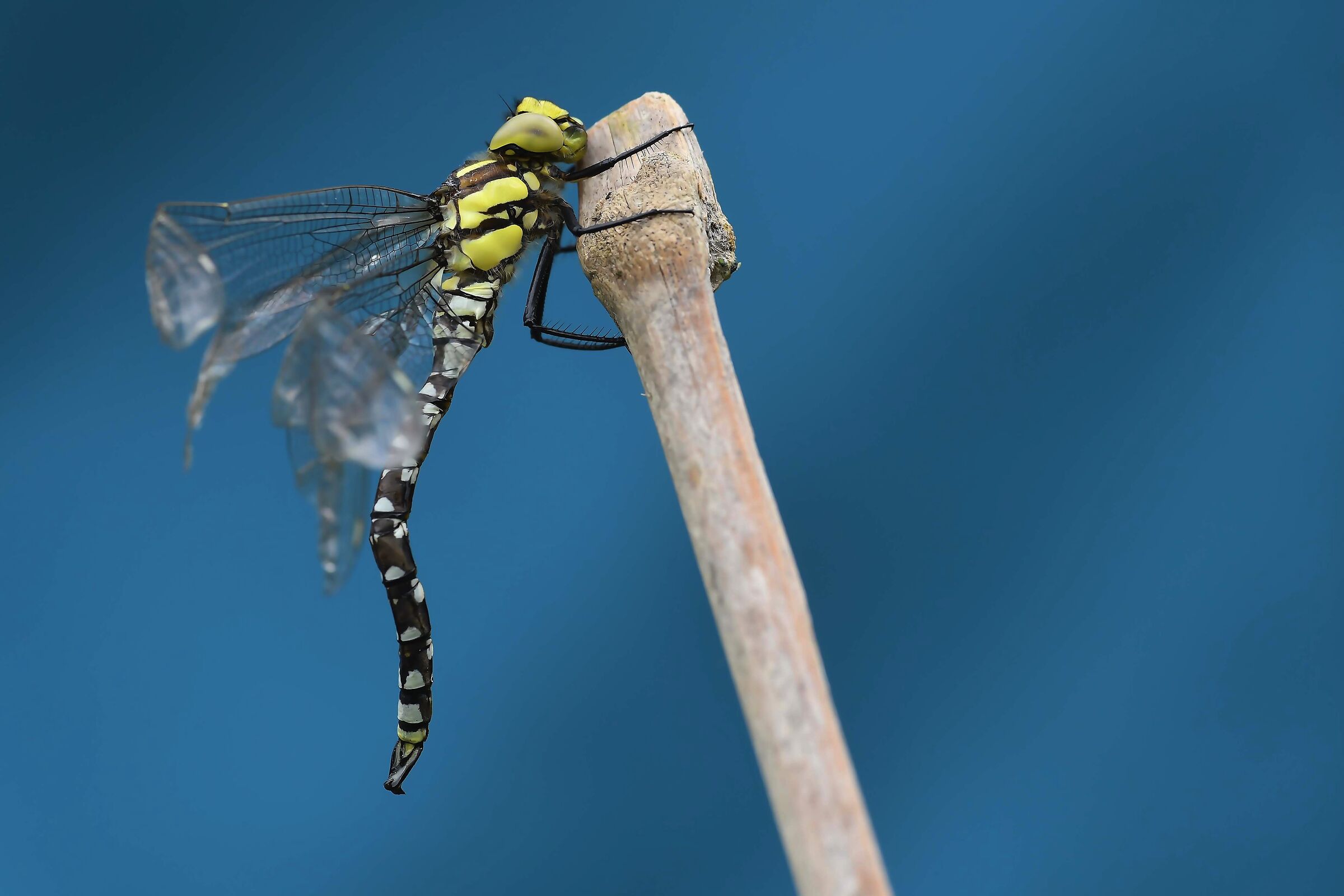 Primi istanti di vita.