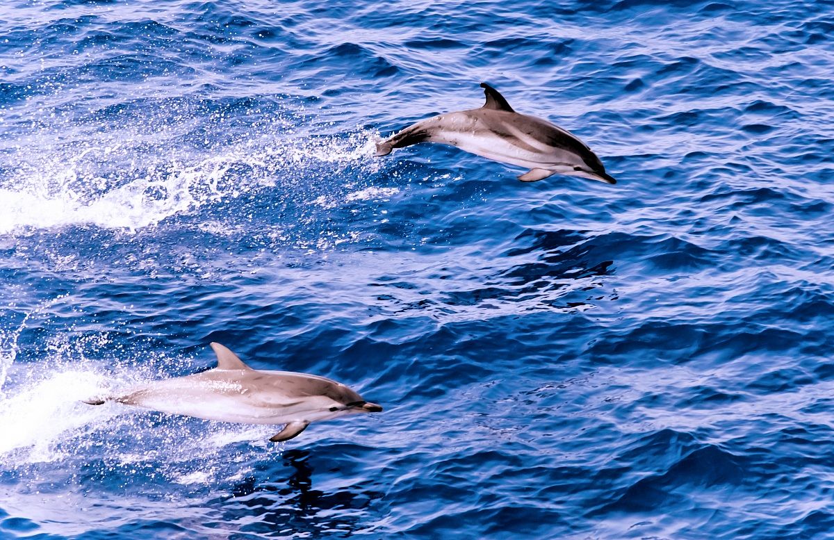 Delfini a largo dell'Isola di Linosa