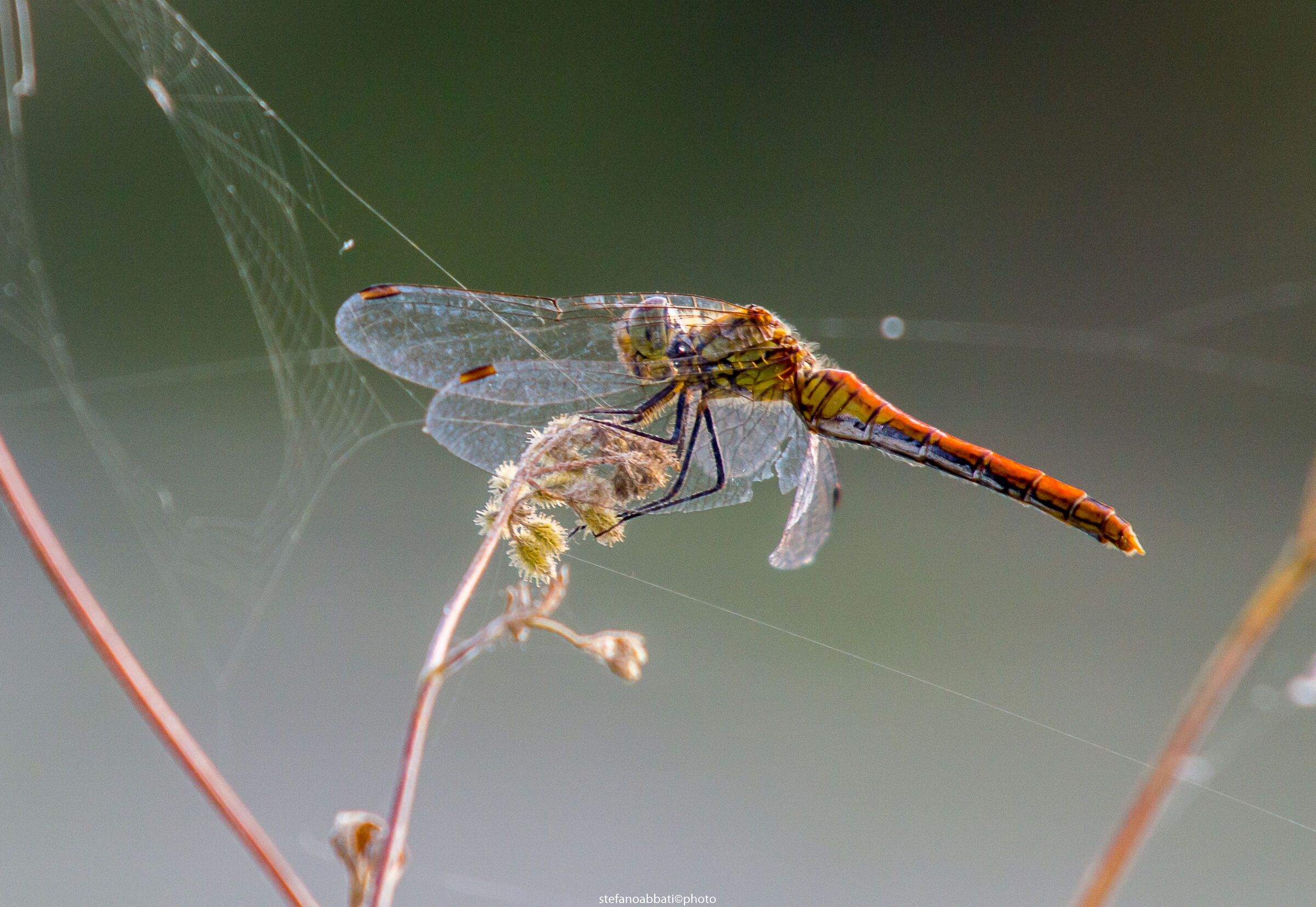 Senza Titolo