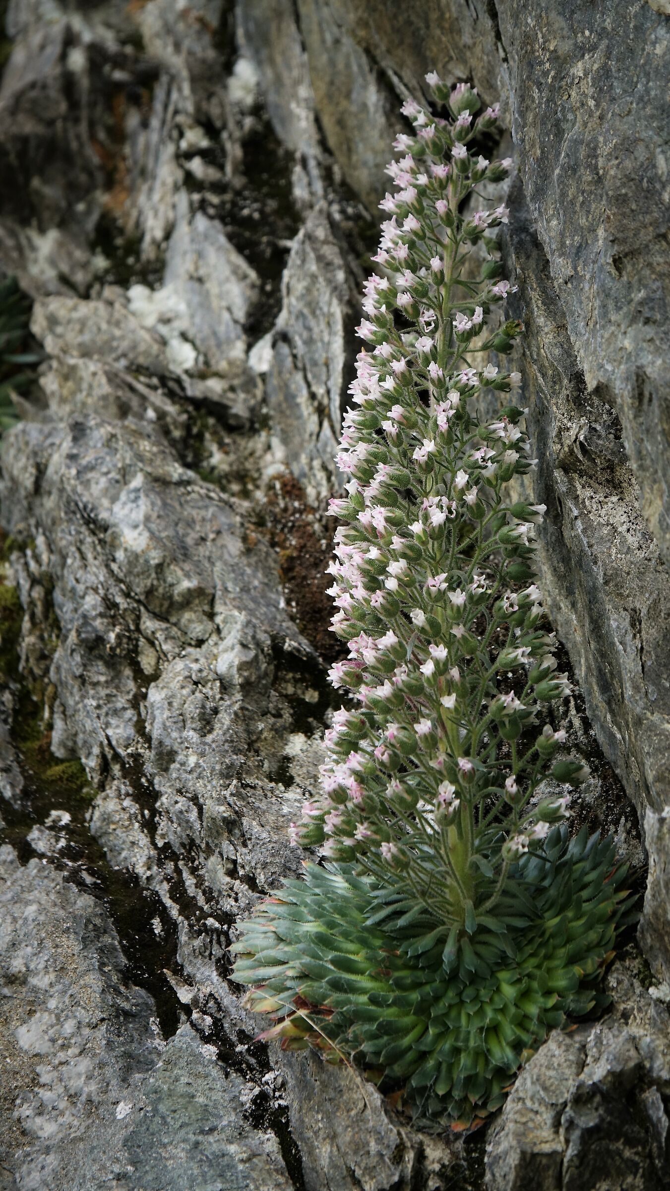 saxifraga florulenta