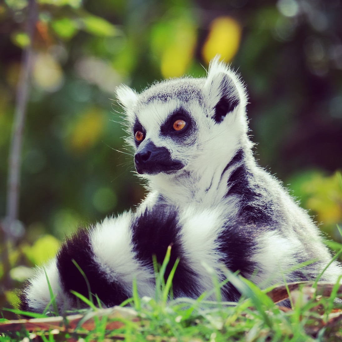 Lemur