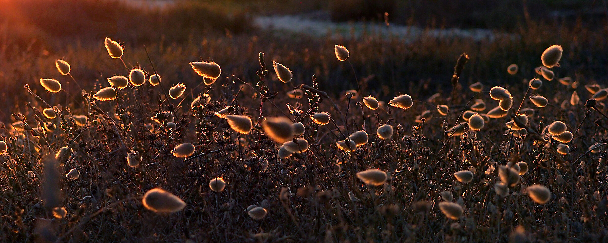 Code di topo al tramonto