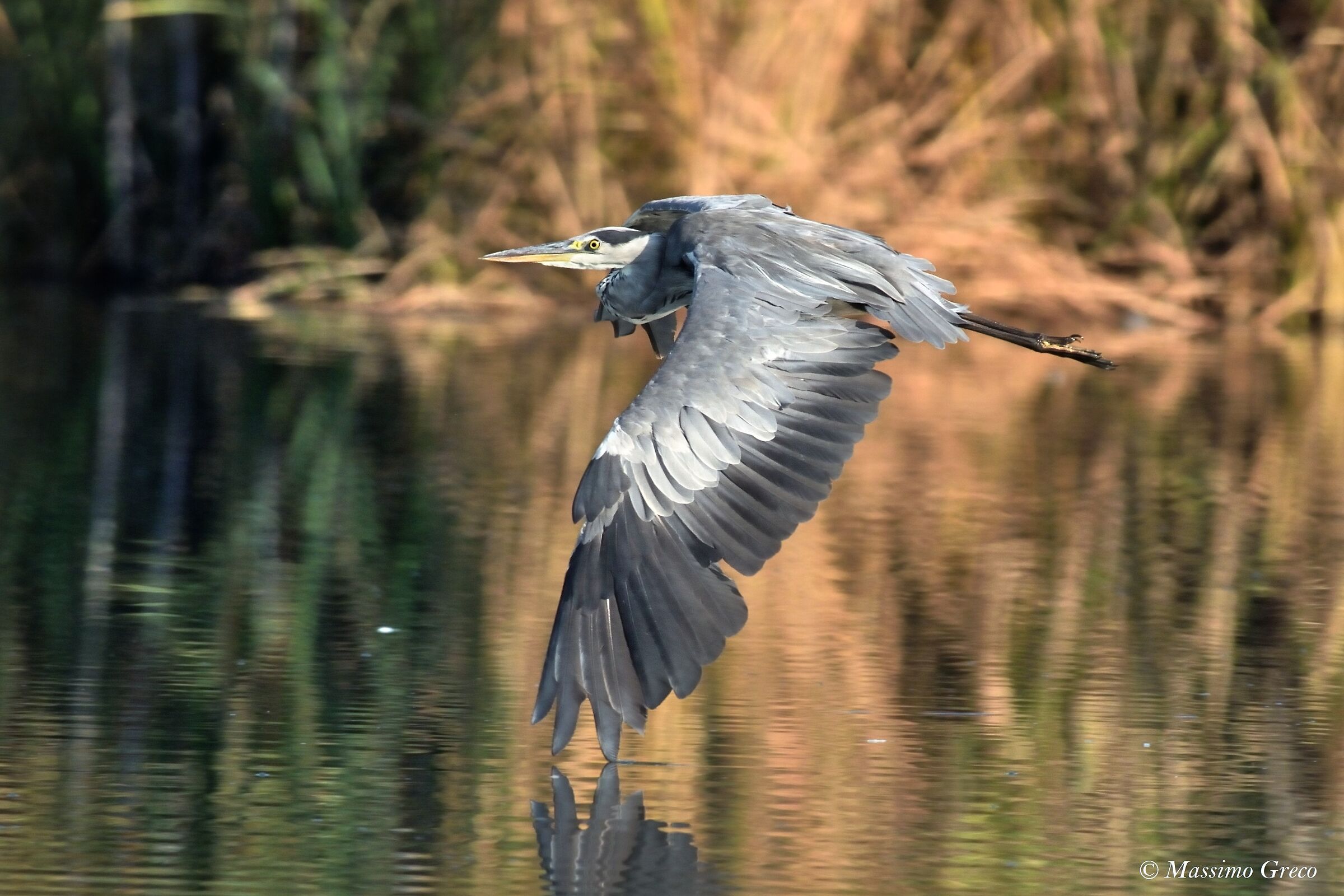 Ash heron