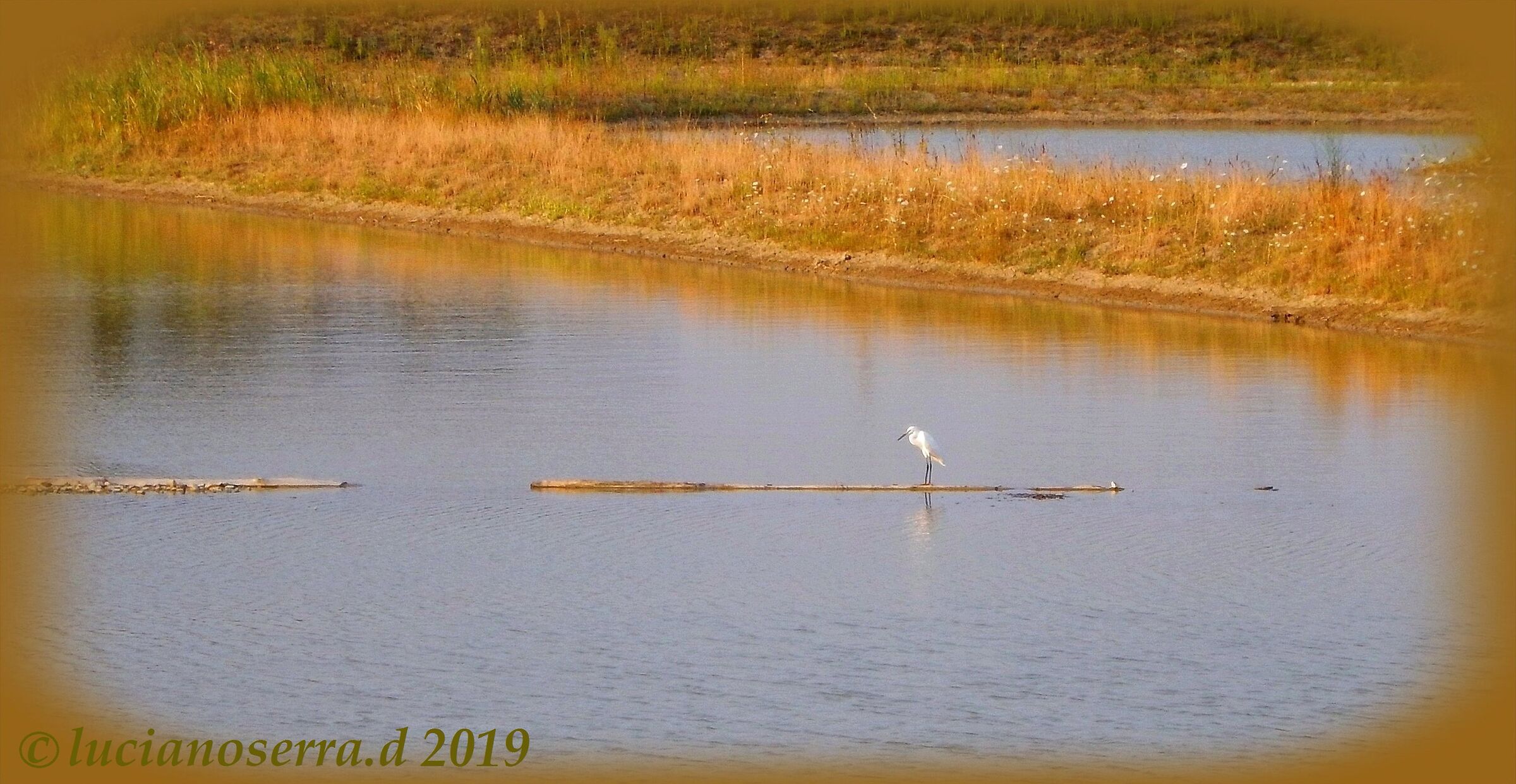 La garzetta solitaria... al tramonto...