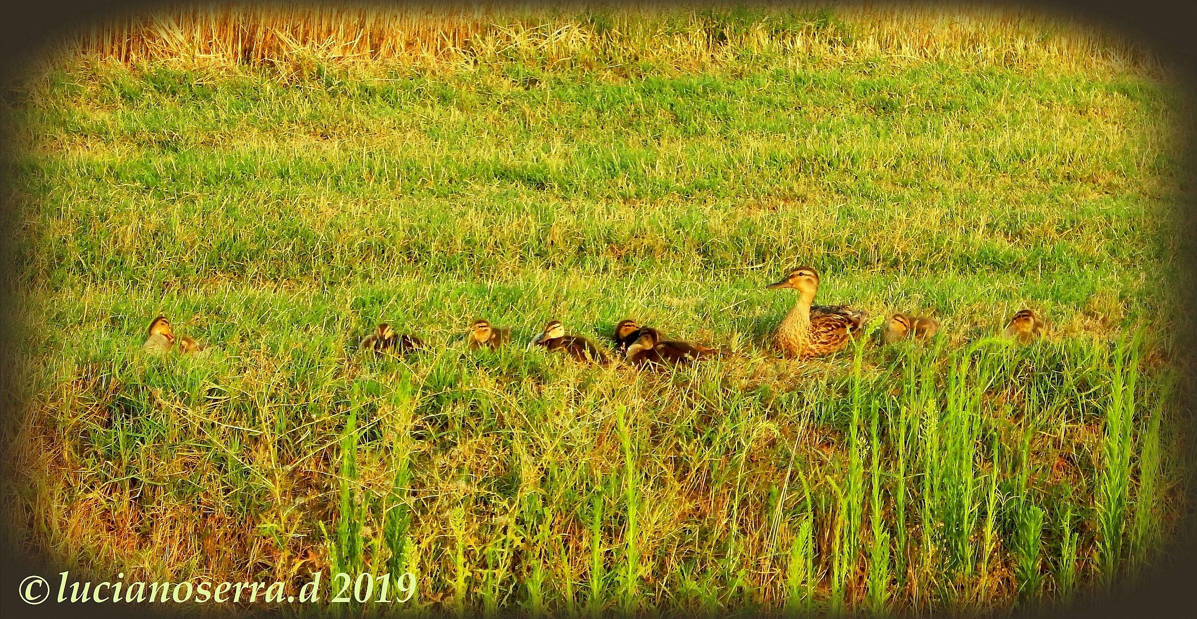 Famigliola di germani reali