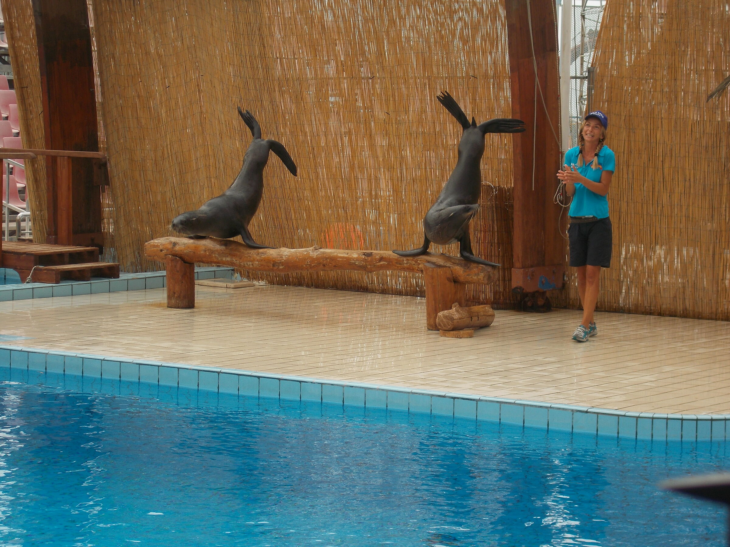 sea lions at the show