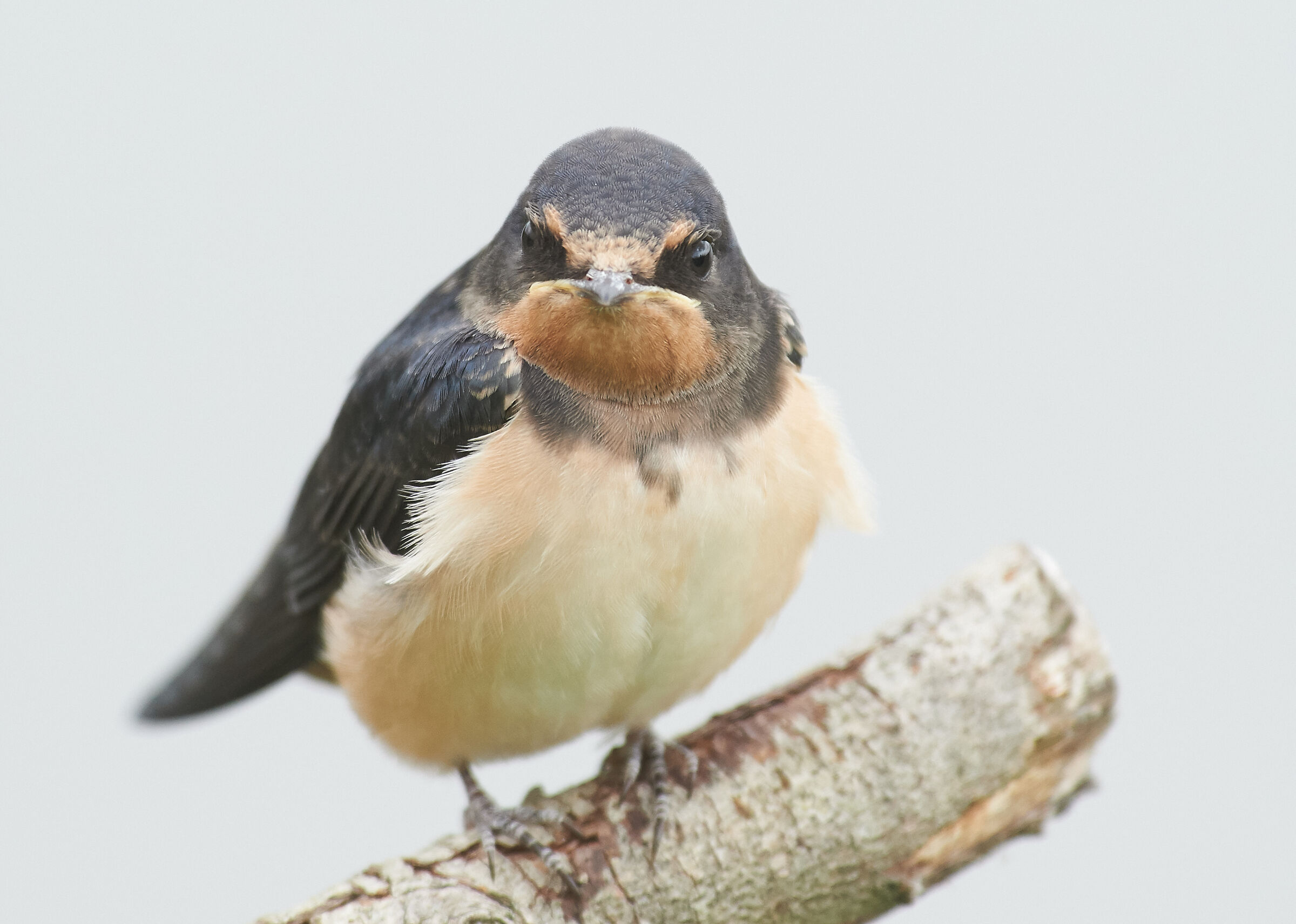 Juvenile Barnswallow. Angry bird