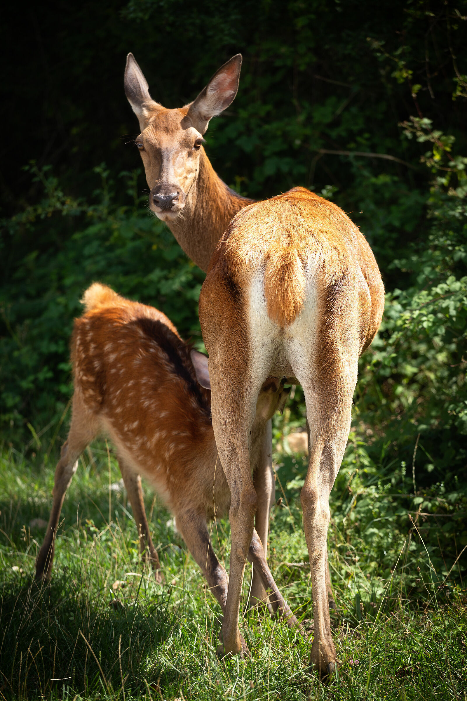 Mamma che allatta per strada